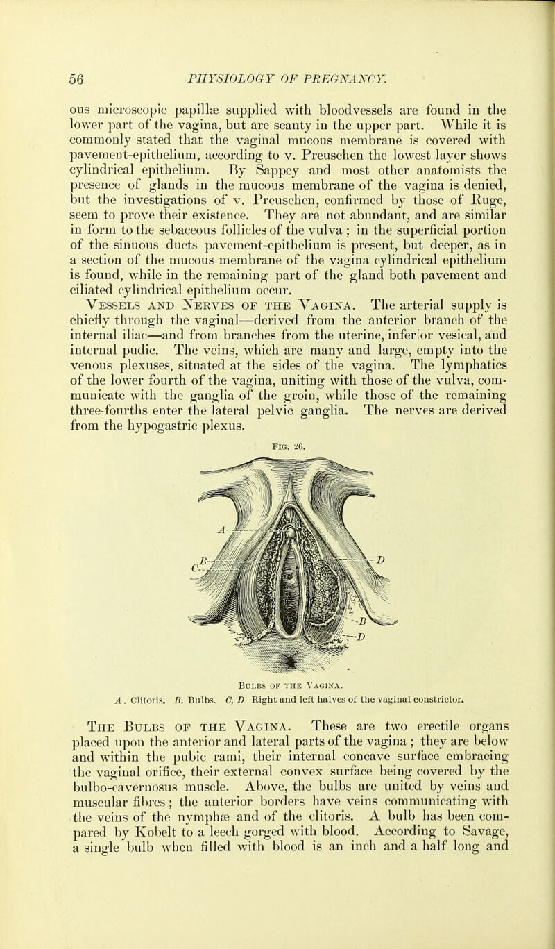 ous microscopic papillse supplied with bloodvessels are found in the lower part of the vagina, but are scanty in the upper part. While it is commonly stated that the vaginal mucous membrane is covered with pavement-epithelium, according to v. Preuschen the lowest layer shows cylindrical epithelium. By Sappey and most other anatomists the presence of glands in the mucous membrane of the vagina is denied, but the investigations of v. Preuschen, confirmed by those of Ruge, seem to prove their existence. They are uot abundant, and are similar in form to the sebaceous follicles of the vulva ; in the superficial portion of the sinuous ducts pavement-epithelium is present, but deeper, as in a section of the mucous membrane of the vagina cylindrical epithelium is found, while in the remaining part of the gland both pavement and ciliated cylindrical epithelium occur. Vessels and Nerves of the Vagina, The arterial supply is chiefly through the vaginal—derived from the anterior branch of the internal iliac—and from branches from the uterine, inferior vesical, and internal pudic. The veins, which are many and large, empty into the venous plexuses, situated at the sides of the vagina. The lymphatics of the lower fourth of the vagina, uniting with those of the vulva, com- municate with the ganglia of the groin, while those of the remaining three-fourths enter the lateral pelvic ganglia. The nerves are derived from the hypogastric plexus. Fig. 26. Bulbs of the Vagina. 4. Clitoris. B. Bulbs. C, D Right and left halves of the vaginal constrictor. The Bulbs of the Vagina. These are two erectile organs placed upon the anterior and lateral parts of the vagina; they are below and within the pubic rami, their internal concave surface embracing the vaginal orifice, their external convex surface being covered by the bulbo-caveruosus muscle. Above, the bulbs are united by veins and muscular fibres; the anterior borders have veins communicating with the veins of the nymphaj and of the clitoris, A bulb has been com- pared by Kobelt to a leech gorged with blood. According to Savage, a single bulb when filled with blood is an inch and a half long and