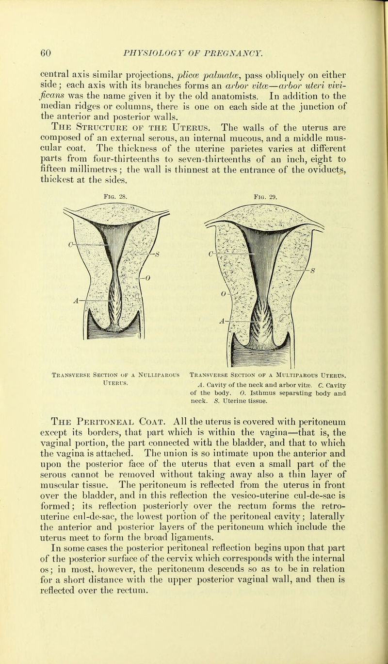 central axis similar projections, plica; palmatce, pass obliquely on either side; each axis with its branches forms an arbor vitce—arbor uteri vivi- ficans was the name given it by the old anatomists. In addition to the median ridges or columns, there is one on each side at the junction of the anterior and posterior walls. The Structure of the Uterus. The walls of the uterus are composed of an external serous, an internal mucous, and a middle mus- cular coat. The thickness of the uterine parietes varies at different parts from four-thirteenths to seven-thirteenths of an inch, eight to fifteen millimetres; the wall is thinnest at the entrance of the oviducts, thickest at the sides. The Peritoneal Coat. All the uterus is covered with peritoneum except its borders, that part which is within the vagina—that is, the vaginal portion, the part connected with the bladder, and that to which the vagina is attached. The union is so intimate upon the anterior and upon the posterior face of the uterus that even a small part of the serous cannot be removed without taking away also a thin layer of muscular tissue. The peritoneum is reflected from the uterus in front over the bladder, and in this reflection the vesico-uterine cul-de-sac is formed; its reflection posteriorly over the rectum forms the retro- uterine cul-de-sac, the lowest portion of the peritoneal cavity; laterally the anterior and posterior layers of the peritoneum which include the uterus meet to form the broad ligaments. In some cases the posterior peritoneal reflection begins upon that part of the posterior surface of the cervix which corresponds with the internal OS; in most, however, the peritoneum descends so as to be in relation for a sliort distance with the upper posterior vaginal wall, and then is reflected over the rectum.