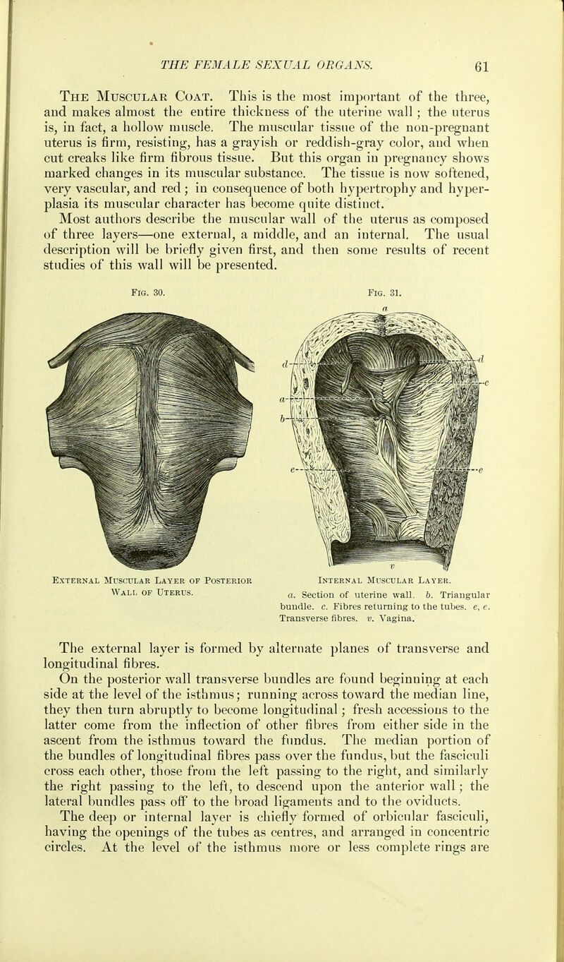 The Muscular Coat. This is the most important of the three, aud makes almost the entire thickness of the uterine wall ; the uterus is, in fact, a hollow muscle. The muscular tissue of the non-pregnant uterus is firm, resisting, has a grayish or reddish-gray color, aud when cut creaks like firm fibrous tissue. But this organ in pregnancy shows marked changes in its muscular substance. The tissue is now softened, very vascular, and red ; in consequence of both hypertrophy and hyper- plasia its muscular character has become quite distinct. Most authors describe the muscular wall of the uterus as composed of three layers—one external, a middle, and an internal. The usual description will be briefly given first, and then some results of recent studies of this wall will be presented. Fig. 30. Fig. 31. a External Muscular Layer of Posterior Internal Muscular Layer. Wall of Uterus. section of uterine wall. ft. Triangular bundle, c. Fibres returning to the tubes, e, e. Transverse fibres, v. Vagina. The external layer is formed by alternate planes of transverse and longitudinal fibres. On the posterior wall transverse bundles are found beginning at each side at the level of the isthmus; running across toward the median line, they then turn abruptly to become longitudinal; fresh accessious to the latter come from the inflection of other fibres from either side in the ascent from the isthmus toward the fundus. The median portion of the bundles of longitudinal fibres pass over the fundus, but the fasciculi cross each other, those from tiie left passing to the right, and similarly the right passing to the left, to descend upon the anterior wall; the lateral bundles pass off to the broad ligaments and to the oviducts. The deep or internal layer is chiefly formed of orbicular fasciculi, having the openings of the tubes as centres, and arranged in concentric circles. At the level of the isthmus more or less complete rings are