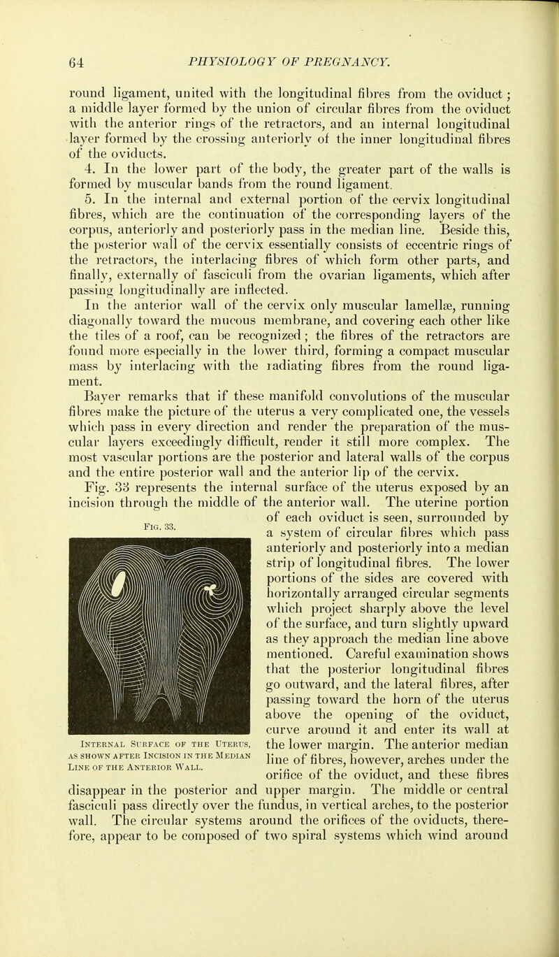 round ligament, united with the longitudinal fibres from the oviduct; a middle layer formed by the union of circular fibres from the oviduct with the anterior rings of the retractors, and an internal longitudinal layer formed by the crossing anteriorly of the inner longitudinal fibres of the oviducts. 4. In the lower part of the body, the greater part of the walls is formed by muscular bands from the round ligament. 5. In the internal and external portion of the cervix longitudinal fibres, which are the continuation of the corresponding layers of the corpus, anteriorly and posteriorly pass in the median line. Beside this, the posterior wall of the cervix essentially consists of eccentric rings of the retractors, the interlacing fibres of which form other parts, and finally, externally of fasciculi from the ovarian ligaments, which after passing longitudinally are inflected. In the anterior wall of the cervix only muscular lamellse, running diagonally toward the mucous membrane, and covering each other like the tiles of a roof, cau be recognized; the fibres of the retractors are found more especially in the lower third, forming a compact muscular mass by interlacing with the radiating fibres from the round liga- ment. Bayer remarks that if these manifold convolutions of the muscular fibres make the picture of the uterus a very complicated one, the vessels which pass in every direction and render the preparation of the mus- cular layers exceedingly difficult, render it still more complex. The most vascular portions are the posterior and lateral walls of the corpus and the entire posterior wall and the anterior lip of the cervix. Fig. 38 represents the internal surface of the uterus exposed by an incision through the middle of the anterior wall. The uterine portion of each oviduct is seen, surrouuded by a system of circular fil)res which pass anteriorly and posteriorly into a median strip of longitudinal fibres. The lower portions of the sides are covered with horizontally arranged circular segments which project sharply above the level of the surface, and turn slightly upward as they approach the median line above mentioned. Careful examination shows that the posterior longitudinal fibres go outward, and the lateral fibres, after passing toward the horn of the uterus above the opening of the oviduct, curve around it and enter its wall at the lower margin. The anterior median line of fibres, however, arches under the orifice of the oviduct, and these fibres disappear in the posterior and upper margin. The middle or central fasciculi pass directly over the fundus, in vertical arches, to the posterior wall. The circular systems around the orifices of the oviducts, there- fore, appear to be composed of two spiral systems which wind around Internal Surface of the Uterus, AS SHOWN after INCISION IN THE MEDIAN Line of the Anterior Wall.