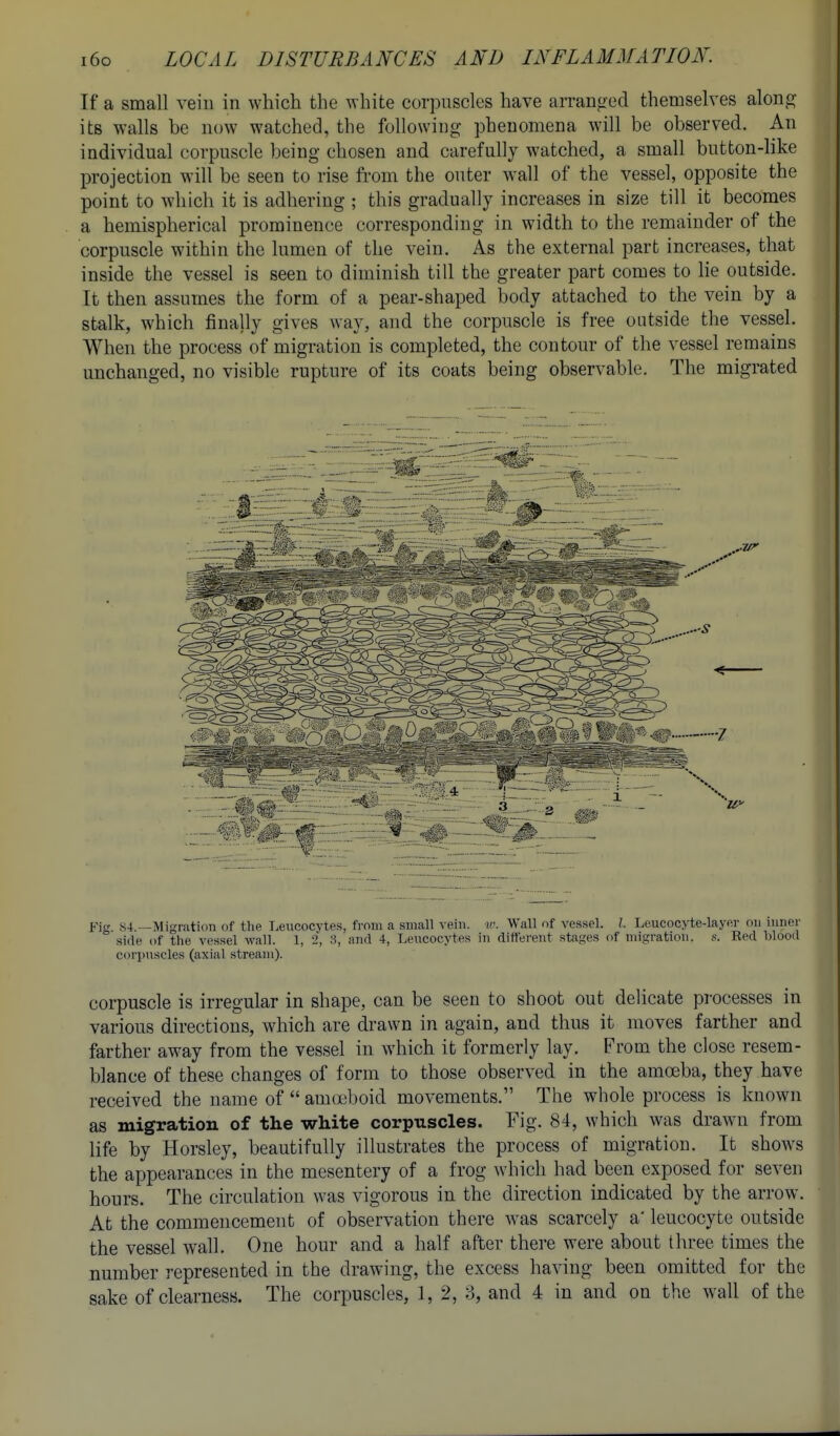 If a small vein in which the white corpuscles have arranged themselves alonj? its walls be now watched, the following phenomena will be observed. An individual corpuscle being chosen and carefully watched, a small button-like projection will be seen to rise from the outer wall of the vessel, opposite the point to which it is adhering ; this gradually increases in size till it becomes a hemispherical prominence corresponding in width to the remainder of the corpuscle within the lumen of the vein. As the external part increases, that inside the vessel is seen to diminish till the greater part comes to lie outside. It then assumes the form of a pear-shaped body attached to the vein by a stalk, which finally gives way, and the corpuscle is free outside the vessel. When the process of migration is completed, the contour of the vessel remains unchanged, no visible rupture of its coats being observable. The migrated Fig. S4.—Migration of the Leucocytes, from a small vein. w. Wall of vessel. /. Leucocyte-layer on inner side of tlie vessel wall. 1, 2, 3, and 4, Leucocytes in different stages of migration, s. Red blood corjiuscles (axial stream). corpuscle is irregular in shape, can be seen to shoot out delicate processes in various directions, which are drawn in again, and thus it moves farther and farther away from the vessel in which it formerly lay. From the close resem- blance of these changes of form to those observed in the amoeba, they have received the name of  amceboid movements. The whole process is known as migration of the white corpuscles. Fig. 84, which was drawn from life by Horsley, beautifully illustrates the process of migration. It shows the appearances in the mesentery of a frog which had been exposed for seven hours. The circulation was vigorous in the direction indicated by the arrow. At the commencement of observation there was scarcely a' leucocyte outside the vessel wall. One hour and a half after there were about three times the number represented in the drawing, the excess having been omitted for the