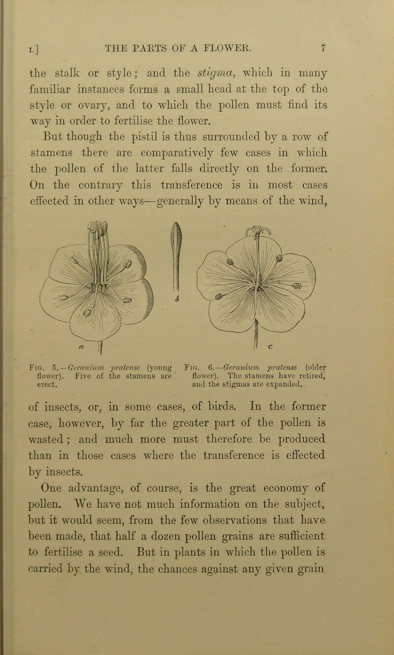 the stalk or style; aud the stigma, which in many familiar instances forms a small head at the top of the style or ovary, and to which the pollen must find its Avay in order to fertilise the flower. But though the pistil is thus surrounded by a row of stamens there are comparatively few cases in which the pollen of the latter falls directly on the former. On the contrary this transference is in most cases effected in other ways—generally by means of the wind, Fig. 5.—Geranium praieoise (young Fig. 6.—Geranium pratense (older flower). Five of the stamens are flower). The stamens have retired, erect. and the stigmas are exjDanded. of insects, or, in some cases, of birds. In the former case, however, by far the greater part of the pollen is wasted; and much more must therefore be produced than in those cases where the transference is effected by insects. One advantage, of course, is the great economy of pollen. AVe have not much information on the subject, but it would seem, from the few observations that have been made, that half a dozen pollen grains are sufficient to fertilise a seed. But in plants in which the pollen is carried by the wind, the chances against any given grain