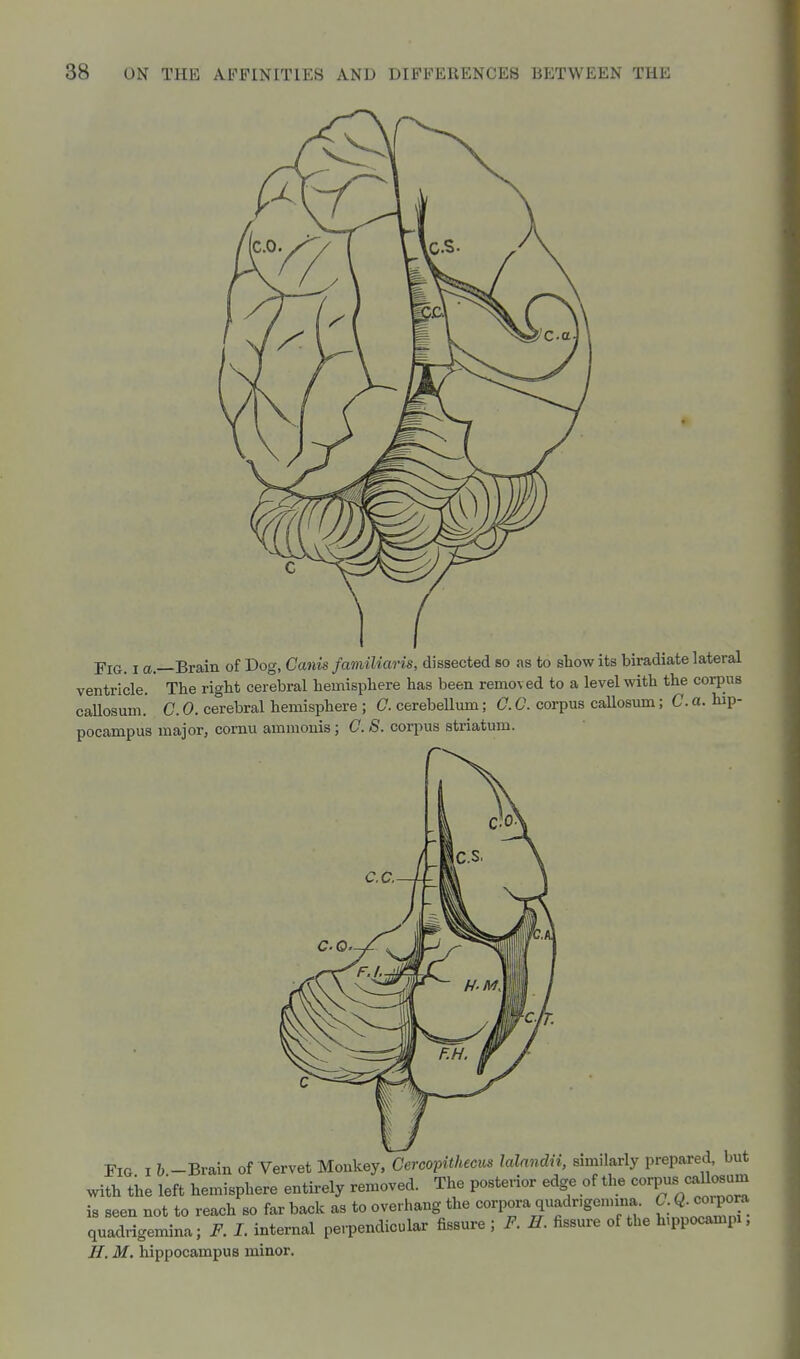 Fig. I a.—Brain of Dog, Canis familiaris, dissected so as to show its biradiate lateral ventricle. The right cerebral hemisphere has been removed to a level with the corpus callosum.' C. 0. cerebral hemisphere ; C. cerebellum; C. C. corpus callosum; C. a. hip- pocampus major, comu ammonis; C. S. corpus striatum. Fig I b -Brain of Vervet Monkey, Cercopithecus lalnndii, similarly prepared, but with the left hemisphere entirely removed. The posterior edge of the corp-^U-^^^^ is seen not to reach so far back as to overhang the corpora quadr.gemina. C. Q. coi pora quadrigemina; F. L internal perpendicular fissure ; F. H. fissure of the h,ppocampi, H. M. hippocampus minor.