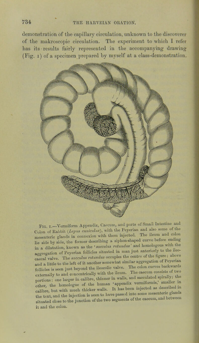 demonstration of the capillary circulation, unknown to the discoverer of the makroscopic circulation. The experiment to which I refer has its • results fairly represented in the accompanying- drawing (Fig. i) of a specimen prepared by myself at a class-demonstration. Fig I -Vermiform Appendix, Caecum, and parts of Small Intestme and Colon of Babbit {Lepus cmikuUs), with the Peyerian and also some of the mesenteric glands in connexion with them injected. The ileum and colon lie side by side, the former describing a siphon-shaped curve before ending in a dilatation, known as the ' mccului^ rotundas' and homologous with the ago-i-egation of Peyerian follicles situated in man just anteriorly to the ileo- caecal valve. The sacculus rotandus occupies the centre of the figure; above and a little to the left of it another somewhat similar aggregation of Peyenan follicles is seen just beyond the ileocolic valve. The colon curves backwards externally to and concentrically with the ileum. The caecum consist of two portions: one larger in calibre, thinner in walls, and sacculated spirally, the other, the homologue of the human 'appendix vermiformis, ^^lal er in calibre, but with much thicker walls. It has been injected as <iescnbed n L text and the injection is seen to have passed into some mesenteric glands sUulted close to the' junction of the two segments of the caecum, and between it and the colon.