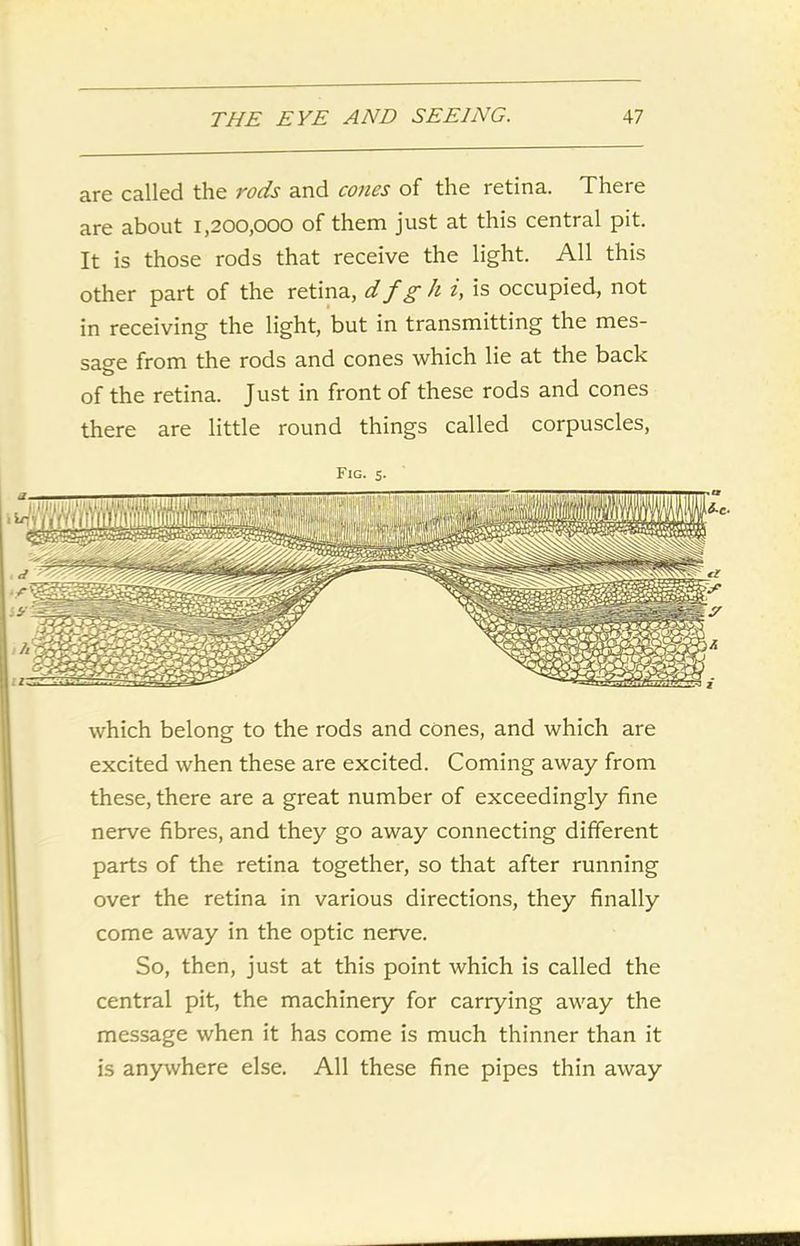 are called the rods and cones of the retina. There are about i,200,000 of them just at this central pit. It is those rods that receive the light. All this other part of the retina, d f g h z, is occupied, not in receiving the light, but in transmitting the mes- sage from the rods and cones which lie at the back o of the retina. Just in front of these rods and cones there are little round things called corpuscles, Fig. 5. which belong to the rods and cones, and which are excited when these are excited. Coming away from these, there are a great number of exceedingly fine nerve fibres, and they go away connecting different parts of the retina together, so that after running over the retina in various directions, they finally come away in the optic nerve. So, then, just at this point which is called the central pit, the machinery for carrying away the message when it has come is much thinner than it is anywhere else. All these fine pipes thin away