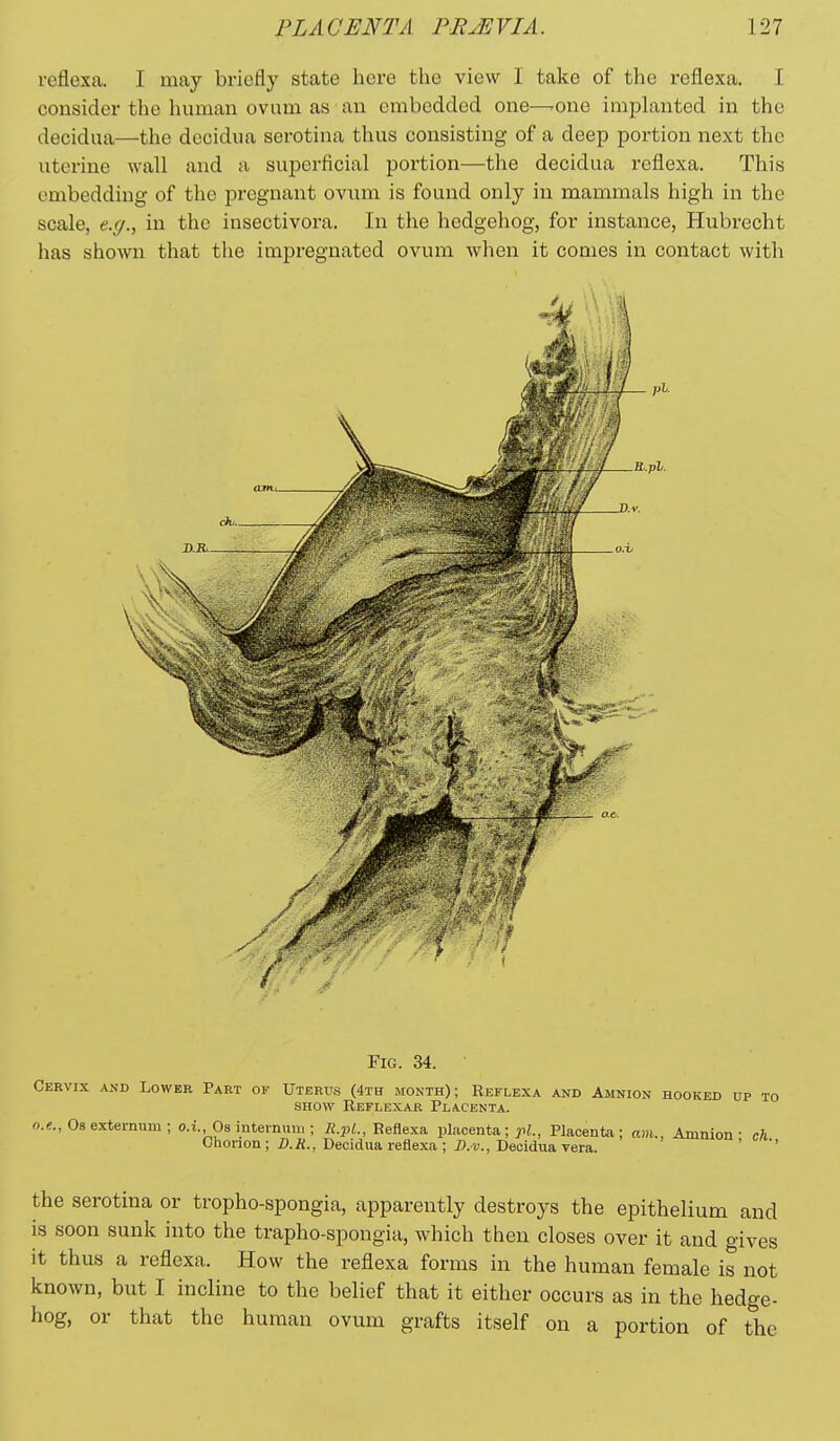 reflexa. I may briefly state here the view I take of the reflexa. I consider the human ovum as an embedded one—-one implanted in the decidua—the decidua serotina thus consisting of a deep portion next the uterine wall and a superficial portion—the decidua reflexa. This embedding of the pregnant ovum is found only in mammals high in the scale, e.g., in the insectivora. In the hedgehog, for instance, Hubrecht has shown that the impregnated ovum when it comes in contact with Fig. 34. Cervix and Lower Part of Uterus (4tii month); Reflexa and Amnion hooked up to SHOW Reflexar Placenta. o.e., Os externum ; o.i. Os intermm, ; iJ.j)^., Reflexa placenta; Placenta; am.. Amnion - ch Chorion; Z)./{., Decidua reflexa ; Decidua vera. the serotina or tropho-spongia, apparently destroys the epithelium and is soon sunk into the trapho-spongia, which then closes over it and gives it thus a reflexa. How the reflexa forms in the human female is not known, but I incline to the belief that it either occurs as in the hedo-e- hog, or that the human ovum grafts itself on a portion of the