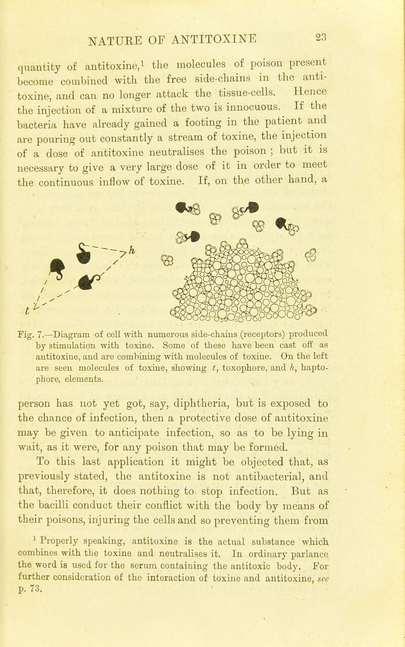 NATURE OF ANTITOXINE quantity of antitoxine,1 the molecules of poison present become combined with the free side-chains in the anti- toxine, and can no longer attack the tissue-cells. Hence the injection of a mixture of the two is innocuous. If the bacteria have already gained a footing in the patient and are pouring out constantly a stream of toxine, the injection of a dose of antitoxine neutralises the poison ; but it is necessary to give a very large dose of it in order to meet the continuous inflow of toxine. If, on the other hand, a i Fig. 7.—Diagram of cell with numerous side-chaius (receptors) produced by stimulation with toxine. Some of these have been cast off as antitoxine, and are combining with molecules of toxine. On the left are seen molecules of toxine, showing t, toxophore, and A, hapto- phore, elements. person has not yet got, say, diphtheria, but is exposed to the chance of infection, then a protective dose of antitoxine may be given to anticipate infection, so as to be lying in wait, as it were, for any poison that may be formed. To this last application it might be objected that, as previously stated, the antitoxine is not antibacterial, and that, therefore, it does nothing to. stop infection. But as the bacilli conduct their conflict with the body by means of their poisons, injuring the cells and so preventing them from 1 Properly speaking, antitoxine is the actual substance which combines with the toxine and neutralises it. In ordinary parlance the word is used for the serum containing the antitoxic body. For further consideration of the interaction of toxine and antitoxine, sec p. 73.