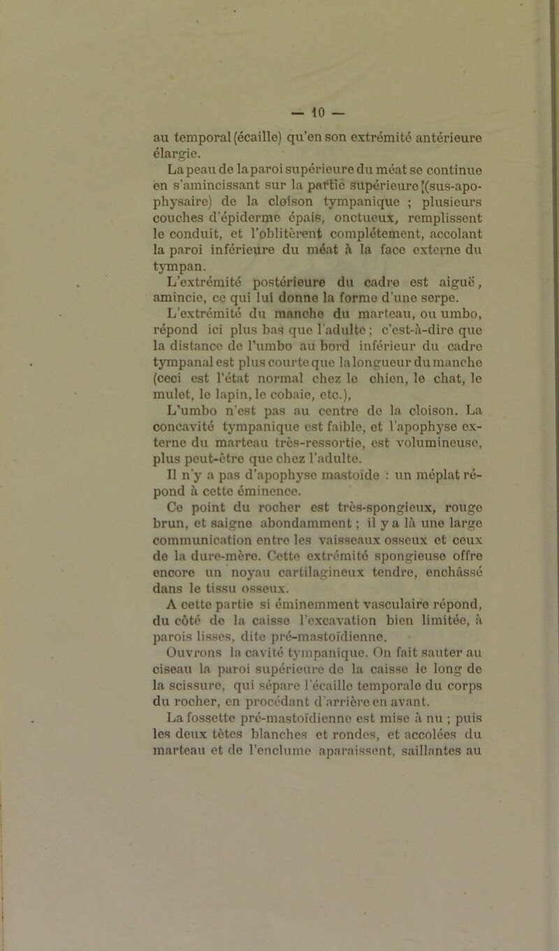 au temporal (écaille) qu’en son extrémité antérieure élargie. La peau de la paroi supérieure du méat se continue en s’amincissant sur la partie supérieure [(sus-apo- physaire) do la cloison tympanique ; plusieurs couches d’épiderme épais, onctueux, remplissent le conduit, et l’oblitèrent complètement, accolant la paroi inférieure du méat à la face externe du tympan. L’extrémité postérieure du cadre est aigue, amincie, ce qui lui donne la formo d’une serpe. L’extrémité du manche du marteau, ou umbo, répond ici plus bas que l'adulte ; c’est-à-dire que la distance de l’umbo au bord inférieur du cadre tympanalest plus courte que la longueur du manche (ceci est l’état normal chez le chien, le chat, le mulot, le lapin, le cobaie, etc.), L’umbo n’est pas au centro de la cloison. La concavité tympanique est faible, et l’apophyse ex- terne du marteau très-ressortie, est volumineuse, plus peut-être que chez l’adulte. Il n’y a pas d’apophyse mastoide : un méplat ré- pond à cette éminence. Ce point du rocher est très-spongieux, rouge brun, et saigne abondamment ; il y a là une large communication entre les vaisseaux osseux et ceux de la dure-mère. Cette extrémité spongieuse offre encore un noyau cartilagineux tendre, enchâssé dans le tissu osseux. A cette partie si éminemment vasculaire répond, du côté de la caisse l’excavation bien limitée, à parois lisses, dite pré-mastoïdienne. Ouvrons la cavité tympanique. On fait sauter au ciseau la paroi supérieure do la caisse le long de la scissure, qui sépare l’écaille temporale du corps du rocher, en procédant d'arrière en avant. La fossette pré-mastoïdienne est mise à nu ; puis les deux têtes blanches et rondes, et accolées du marteau et de l’enclume aparaissent, saillantes au