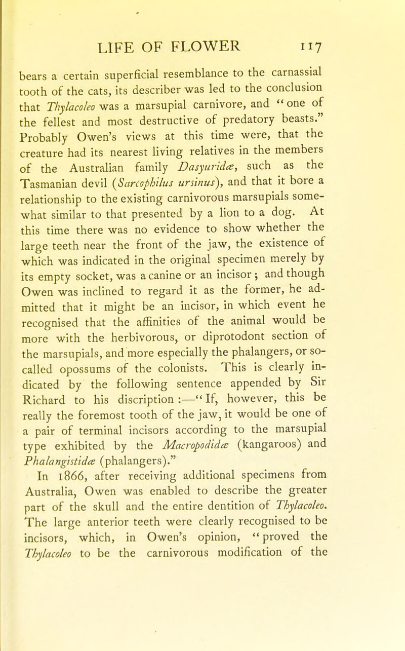 bears a certain superficial resemblance to the carnassial tooth of the cats, its describer was led to the conclusion that Thylacoleo was a marsupial carnivore, and  one of the fellest and most destructive of predatory beasts. Probably Owen's views at this time were, that the creature had its nearest living relatives in the members of the Australian family Dasyiirida, such as the Tasmanian devil {Sarcophilus ursinus), and that it bore a relationship to the existing carnivorous marsupials some- what similar to that presented by a lion to a dog. At this time there was no evidence to show whether the large teeth near the front of the jaw, the existence of which was indicated in the original specimen merely by its empty socket, was a canine or an incisor ; and though Owen was inclined to regard it as the former, he ad- mitted that it might be an incisor, in which event he recognised that the affinities of the animal would be more with the herbivorous, or diprotodont section of the marsupials, and more especially the phalangers, or so- called opossums of the colonists. This is clearly in- dicated by the following sentence appended by Sir Richard to his discription :—If, however, this be really the foremost tooth of the jaw, it would be one of a pair of terminal incisors according to the marsupial type exhibited by the Macropodida (kangaroos) and Phalangistida (phalangers). In 1866, after receiving additional specimens from Australia, Owen was enabled to describe the greater part of the skull and the entire dentition of Thylacoleo. The large anterior teeth were clearly recognised to be incisors, which, in Owen's opinion, proved the Thylacoleo to be the carnivorous modification of the