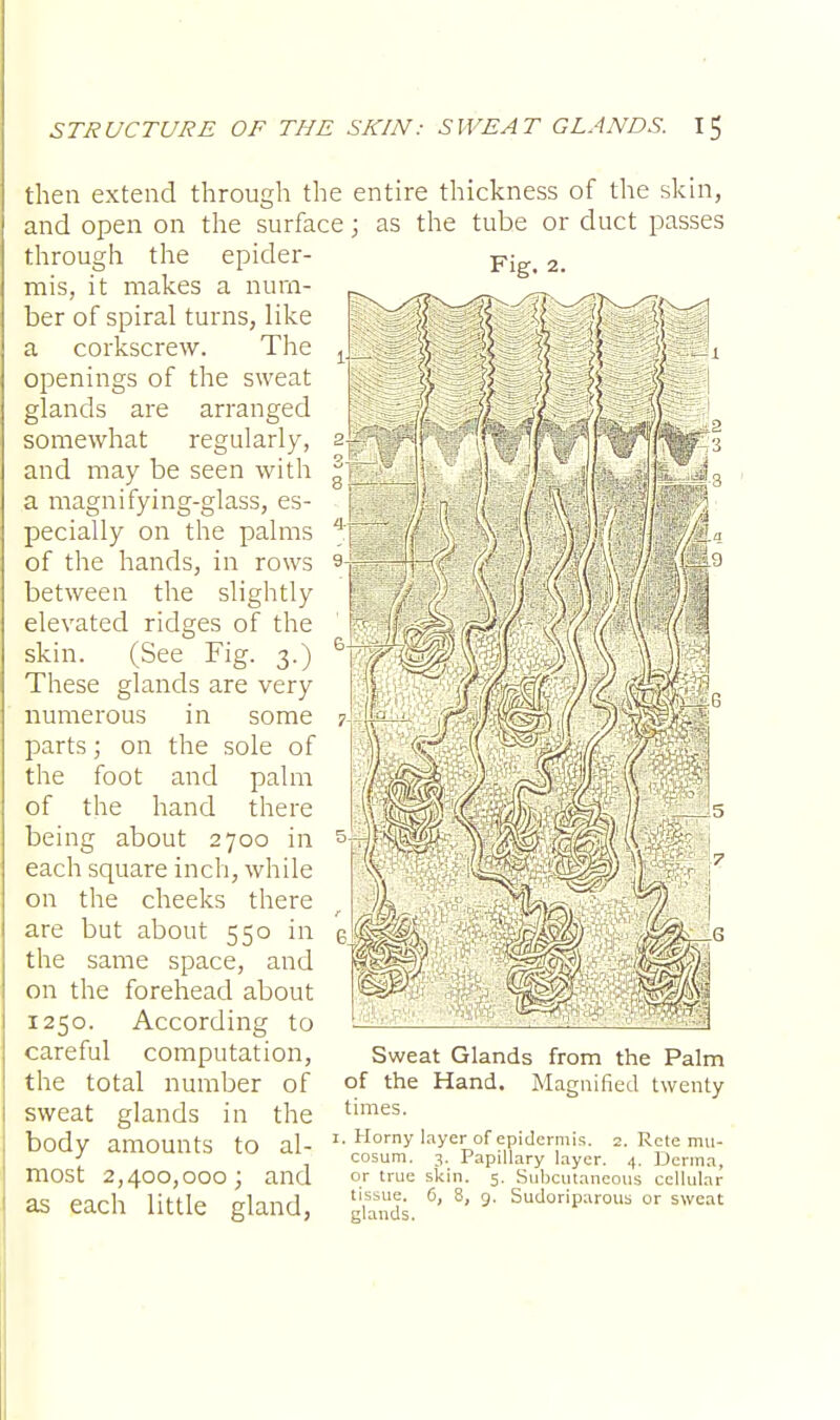 then extend through the entire thickness of the skin, and open on the surface; as the tube or duct passes Fig. 2. through the epider- mis, it makes a num- ber of spiral turns, like a corkscrew. The openings of the sweat glands are arranged somewhat regularly, and may be seen with a magnifying-glass, es- pecially on the palms of the hands, in rows 9 between the slightly elevated ridges of the skin. (See Fig. 3.) These glands are very numerous in some parts; on the sole of the foot and palm of the hand there being about 2700 in each square inch, while on the cheeks there are but about 550 in the same space, and on the forehead about 1250. According to careful computation, the total number of sweat glands in the body amounts to al- *•Horny Iaye!oof f,Pider,mis- 2- Retemu- ■> cosum. 3. Papillary layer. 4. Derma, most 2,400,000 ; and or true skin. 5. Subcutaneous cellular as each little gland, 6' 8' 9' SudoP;lr0^ ™ sweat ill W Sweat Glands from the Palm of the Hand. Magnified twenty times.