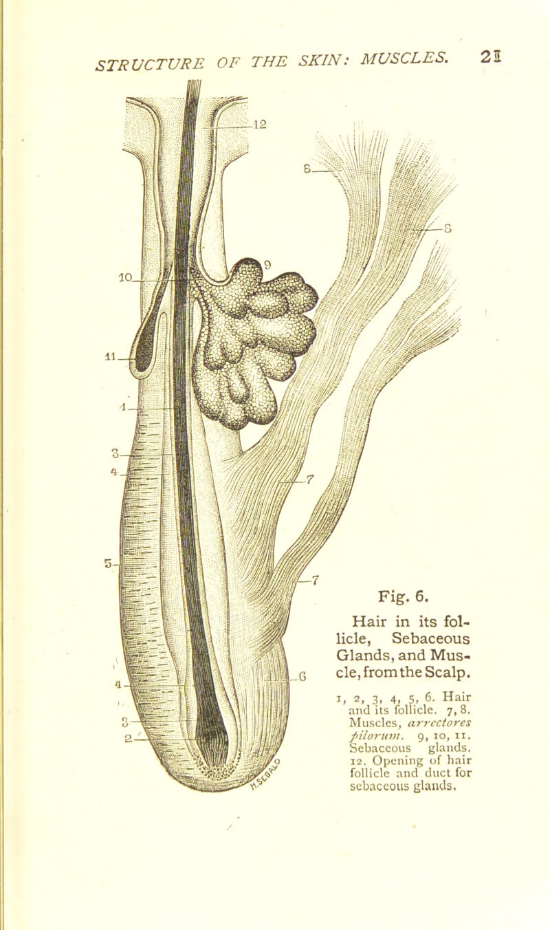 ■j w Fig. 6. Hair in its fol- licle, Sebaceous Glands, and Mus- cle, from the Scalp. 2, 3, 4, 5, 6. Hair and its follicle. 7, 8. Muscles, arrcctores fiilornnt. 9, 10, II. Sebaceous glands. 12. Opening of hair follicle and duct for sebaceous glands.