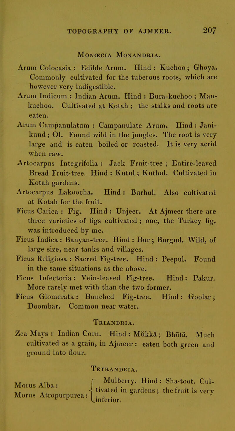 Moncecia Monandria. Arum Colocasia : Edible Arum. Hind : Kuchoo; Ghoya. Commonly cultivated for the tuberous roots, which are however very indigestible. Arum Indicum : Indian Arum. Hind : Bura-kuchoo ; Man- kuchoo. Cultivated at Kotah ; the stalks and roots are eaten. Arum Campanulatum : Campanulate Arum. Hind ; Jani- kund; Ol. Found wild in the jungles. The root is very large and is eaten boiled or roasted. It is very acrid when raw. Artocarpus Integrifolia : Jack Fruit-tree ; Entire-leaved Bread Fruit-tree. Hind : Kutul; Kuthol. Cultivated in Kotah gardens. Artocarpus Lakoocha. Hind : Burhul. Also cultivated at Kotah for the fruit. Ficus Carica : Fig. Hind; Unjeer. At Ajmeer there are three varieties of figs cultivated ; one, the Turkey fig, was introduced by me. Ficus Indica : Banyan-tree. Hind : Bur; Burgiid. Wild, of large size, near tanks and villages. Ficus Religiosa : Sacred Fig-tree. Hind : Peepul. Found in the same situations as the above. Ficus Infectoria: Vein-leaved Fig-tree. Hind; Pakur. More rarely met with than the two former. Ficus Glomerata; Bunched Fig-tree. Hind; Goolar; Doombar. Common near water. Triandria. Zea Ma5’s ; Indian Corn. Hind;Mukka; Bhfita. Much cultivated as a grain, in Ajmeer; eaten both green and ground into flour. Tetrandiiia. Morus Alba : Morus Atropurpurea: r Mulberiy. Hind: Sha-toot. Cul- < tivated in gardens; the fruit is very L inferior.