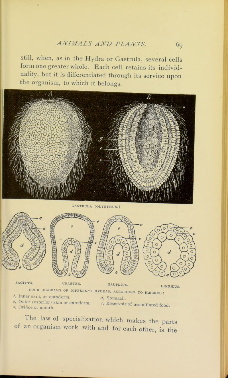 still, when, as in the Hydra or Gastrula, several cells form one greater whole. Each cell retains its individ- uality, but it is differentiated through its service upon the organism, to which it belongs. URASTER FOUR DIAGRAMS OF DIFFERENT HYDRAS, ACCORDING TO H/ECKEL : ; Inner skin, or entoderm. d, Stomach •, Outer (exterior) skin or entoderm Reservoir of assimilated food , Orifice or month. The law of specialization which makes the parts of an organism work with and for each other, is the