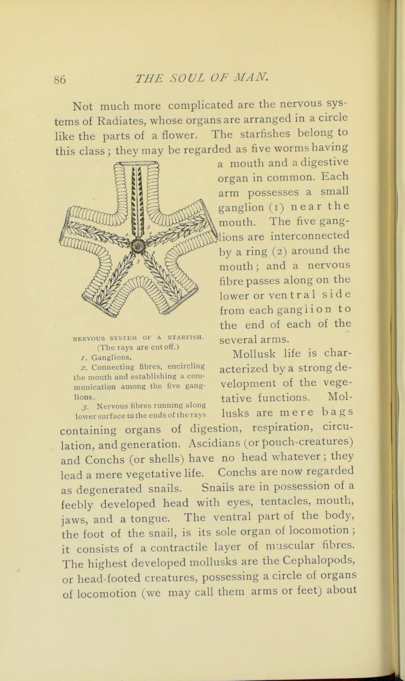 Not much more complicated are the nervous sys- tems of Radiates, whose organs are arranged in a circle like the parts of a flower. The starfishes belong to this class ; they may be regarded as five worms having a mouth and a digestive organ in common. Each arm possesses a small ganglion (i) near the mouth. The five gang- ilions are interconnected by a ring (2) around the mouth; and a nervous fibre passes along on the lower or ven t r a 1 side from each ganglion to the end of each of the several arms. Mollusk life is char- acterized by a strong de- velopment of the vege- tative functions. Mol- NERVOUS SYSTEM Of A STARFISH. (The rays are cutoff.) 1. Ganglions. 2. Connecting fibres, encircling the mouth and establishing a com- munication among the five gang- lions. J. Nervous fibres running along lower surface to the ends o£ the rays lusks are mere bags containing organs of digestion, respiration, circu- lation, and generation. Ascidians ^or pouch-creatures) and Conchs (or shells) have no head whatever; they lead a mere vegetative life. Conchs are now regarded as degenerated snails. Snails are in possession of a feebly developed head with eyes, tentacles, mouth, jaws, and a tongue. The ventral part of the body, the foot of the snail, is its sole organ of locomotion; it consists of a contractile layer of muscular fibres. The highest developed mollusks are the Cephalopods, or head-footed creatures, possessing a circle of organs of locomotion (we may call them arms or feet) about