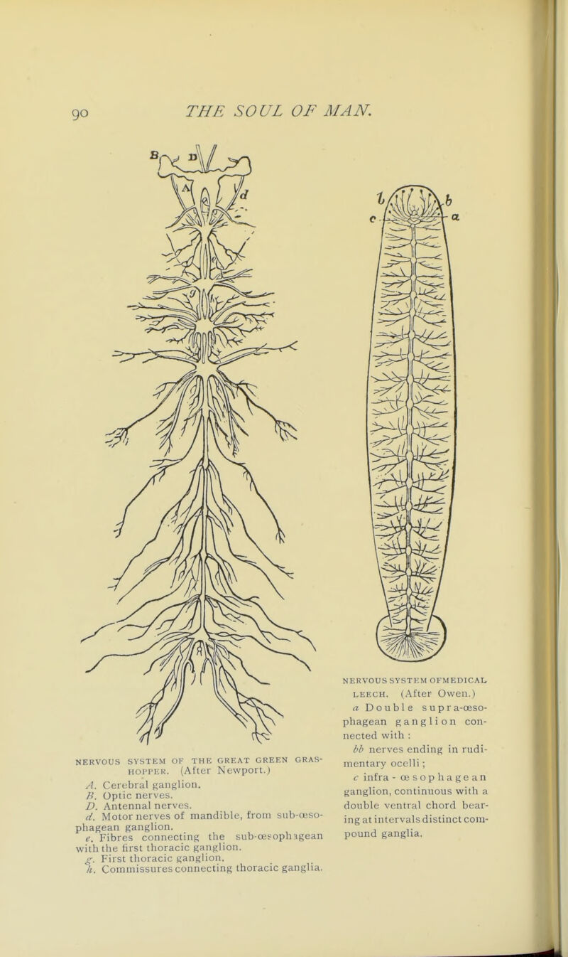 go NERVOUS SYSTEM OF THE GREAT GREEN GRAS- HOPi'EK. (Alter Newport.) A. Cerebral ganglion. B. Optic nerves. D. Antennal nerves. d. Motor nerves of mandible, from snb-oiso- phagean ganglion. e. Fibres connecting the sub-ojsoph'igean with the first thoracic ganglion. g. First thoracic ganglion. /«. Commissures connecting thoracic ganglia. NERVOUS SYSTEM OFMEDICAL LEECH. (After Owen.) a Double supra-oeso- phagean ganglion con- nected with : hb nerves ending in rudi- mentary ocelli; c infra - cesophagean ganglion, continuous with a double ventral chord bear- ing at intervalsdistinct com- pound ganglia.