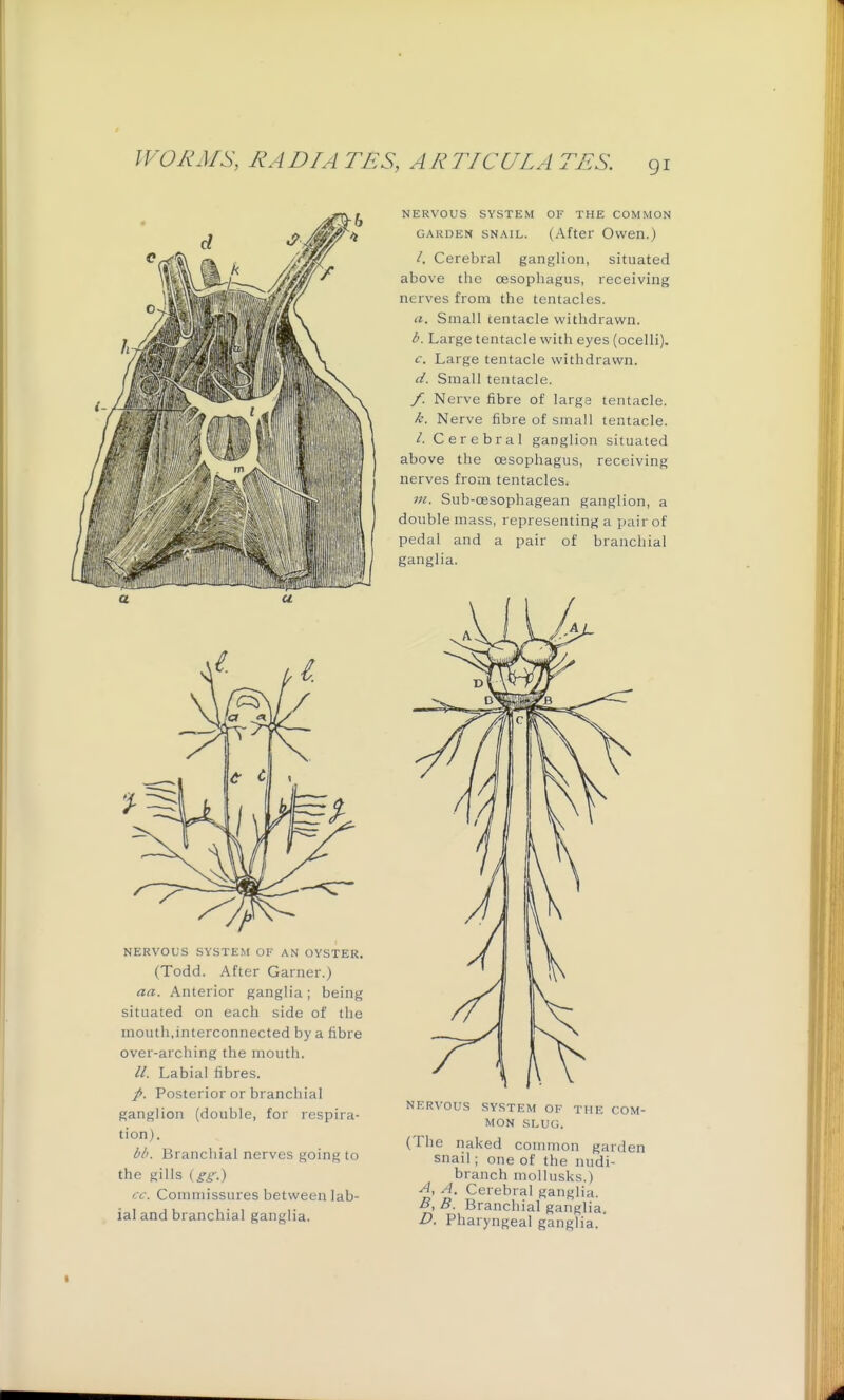 NERVOUS SYSTEM OF AN OYSTER. (Todd. After Garner.) aa. Anterior ganglia; being situated on each side of the mouth,interconnected by a fibre over-arching the mouth. //. Labial fibres. /. Posterior or branchial ganglion (double, for respira- tion). M'. Branchial nerves going to the gills (gg.) '-■c\ Commissures between lab- ial and branchial ganglia. NERVOUS SYSTEM OF THE COMMON GARDEN SNAIL. (After Owen.) /. Cerebral ganglion, situated above the oesophagus, receiving nerves from the tentacles. tz. Small tentacle withdrawn. i. Large tentacle with eyes (ocelli). Large tentacle withdrawn. Small tentacle. /! Nerve fibre of large tentacle. ^. Nerve fibre of small tentacle. /. Cerebral ganglion situated above the oesophagus, receiving nerves from tentacles. m. Sub-oesophagean ganglion, a double mass, representing a pair of pedal and a pair of branchial ganglia. NERVOUS SYSTEM OF THE COM- MON SLUG. (The naked common garden snail; one of the nudi- branch mollusks.) A, A. Cerebral ganglia. B, B. Branchial ganglia, D. Pharyngeal ganglia.