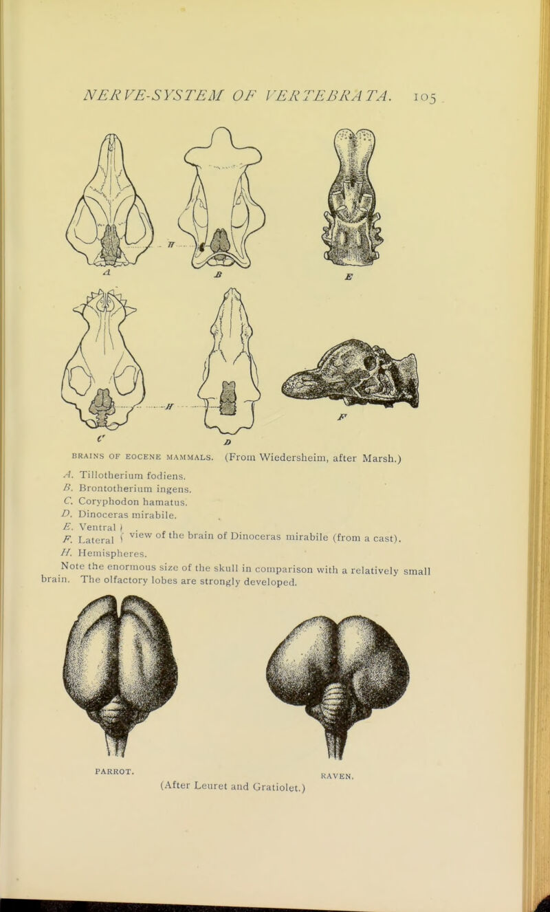 BRAINS OF EOCENE MAMMALS. (Froui Wiedersheim, after Marsh.) A. Tillotherium fodiens. B. Brontotheriiim ingens. C. Coryphodon hamatus. D. Dinoceras mirabile. E. Ventral / . F. Lateral *' ^^^^ °^ \ira.m of Dinoceras mirabile (from a cast). H. Hemispheres. Note the enormous size of the skull in comparison with a relatively small brain. The olfactory lobes are strongly developed. PARROT. KAVEN.