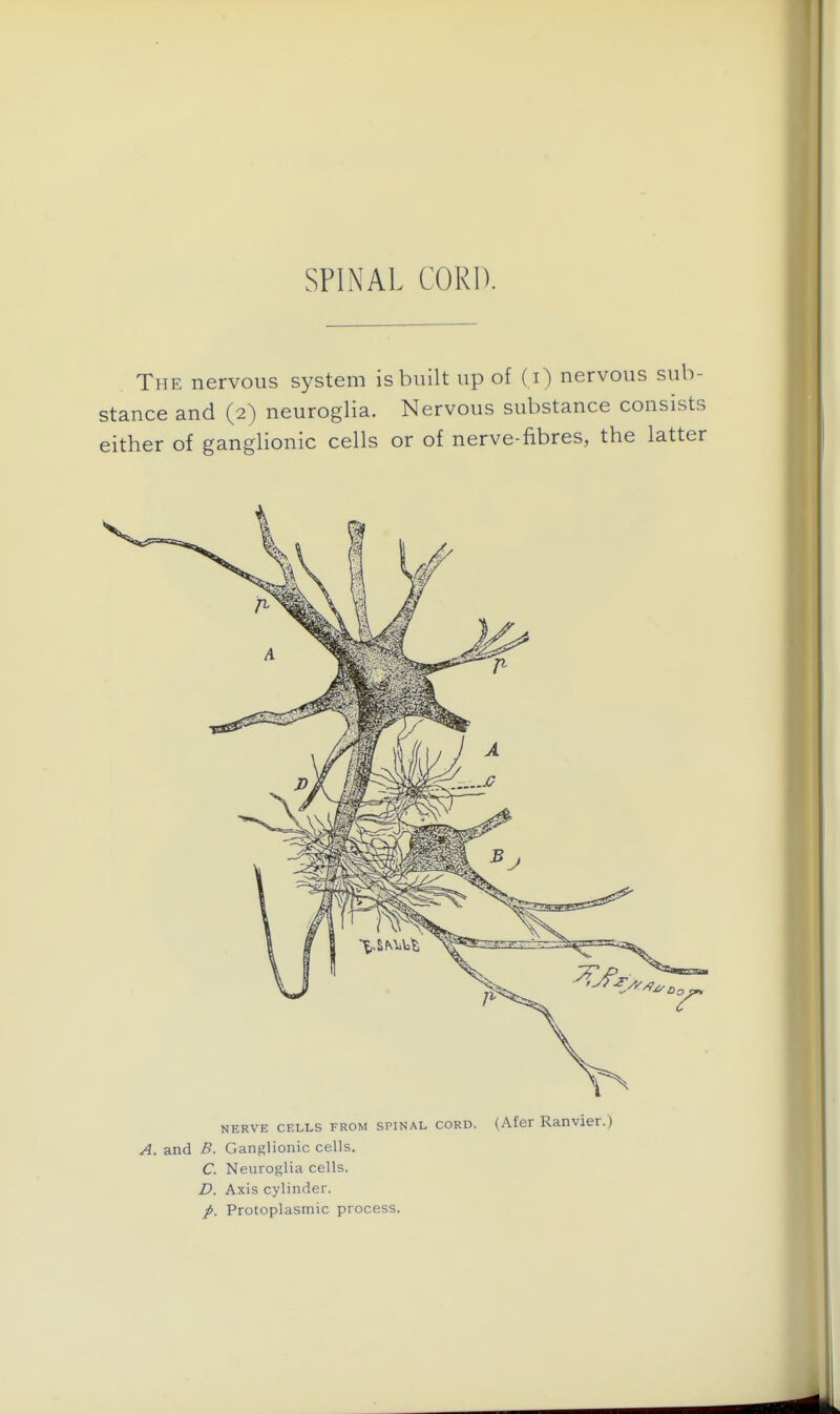 SPINAL CORD. The nervous system is built up of ( i) nervous sub- stance and (2) neuroglia. Nervous substance consists either of ganglionic cells or of nerve-fibres, the latter KERVE CELLS FROM SPINAL CORD. (Afcr Ranvier.) A. and B. Ganglionic cells. C. Neuroglia cells. D. Axis cylinder. /. Protoplasmic process.