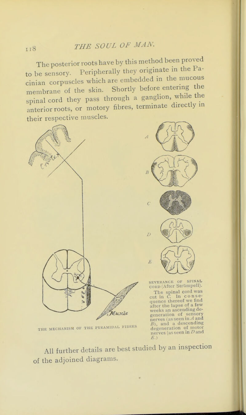 ;i8 The posterior roots have by this method been proved to be sensory. Peripherally they originate in the Pa- cinian corpuscles which are embedded in the mucous membrane of the skin. Shortly before entering the spinal cord they pass through a ganglion, while the anterior roots, or motory fibres, terminate directly m their respective muscles. THE MECHANISM OF THE PYKAMIDAL 1-ICUF.S SEVERANCE OF SPINAL CORD (After Strunipell). The spinal cord was cut in C. In conse- quence thereof we find after the lapse of a few weeks an ascending de- generation of sensory nerves (as seen in A and R), and a descending degeneration of motor nerves (as seen in D and E.) All further details are best studied by an inspection of the adjoined diagrams.