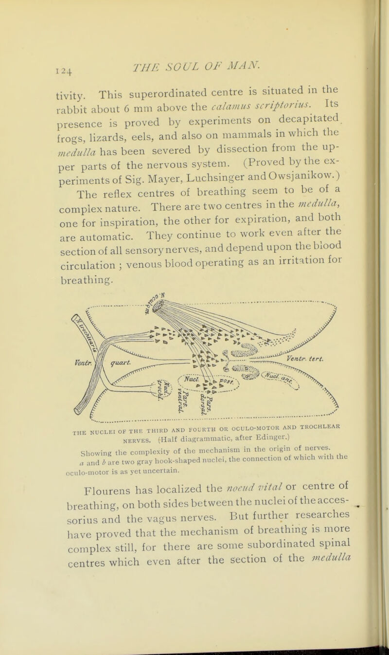 tivity. This superordinated centre is situated in the rabbit about 6 mm above the calamus scriptorius. Its presence is proved by experiments on decapitated, frogs, Hzards, eels, and also on mammals in which the medulla has been severed by dissection from the up- per parts of the nervous system. (Proved by the ex- periments of Sig. Mayer, Luchsinger andOwsjanikow.) The reflex centres of breathing seem to be of a complex nature. There are two centres in the medulla, one for inspiration, the other for expiration, and both are automatic. They continue to work even after the section of all sensory nerves, and depend upon the blood circulation ; venous blood operating as an irritation for breathing. Vetitr. tert. THE NUCLEI OF THE THIRD AND FOLRTH OR OCULO-MOTOR AND TROCHLEAR NERVES. (Half diagrammatic, after Edinger.) Showing the complexity of the mechanism in the origin of nerves and b are two gray hook-shaped nuclei, the connection of which with the oculo-motor is as yet uncertain. Flourens has localized the noeud vital or centre of breathing, on both sides between the nuclei of the acces- sorius and the vagus nerves. But further researches have proved that the mechanism of breathing is more complex still, for there are some subordinated spinal centres which even after the section of the medulla i