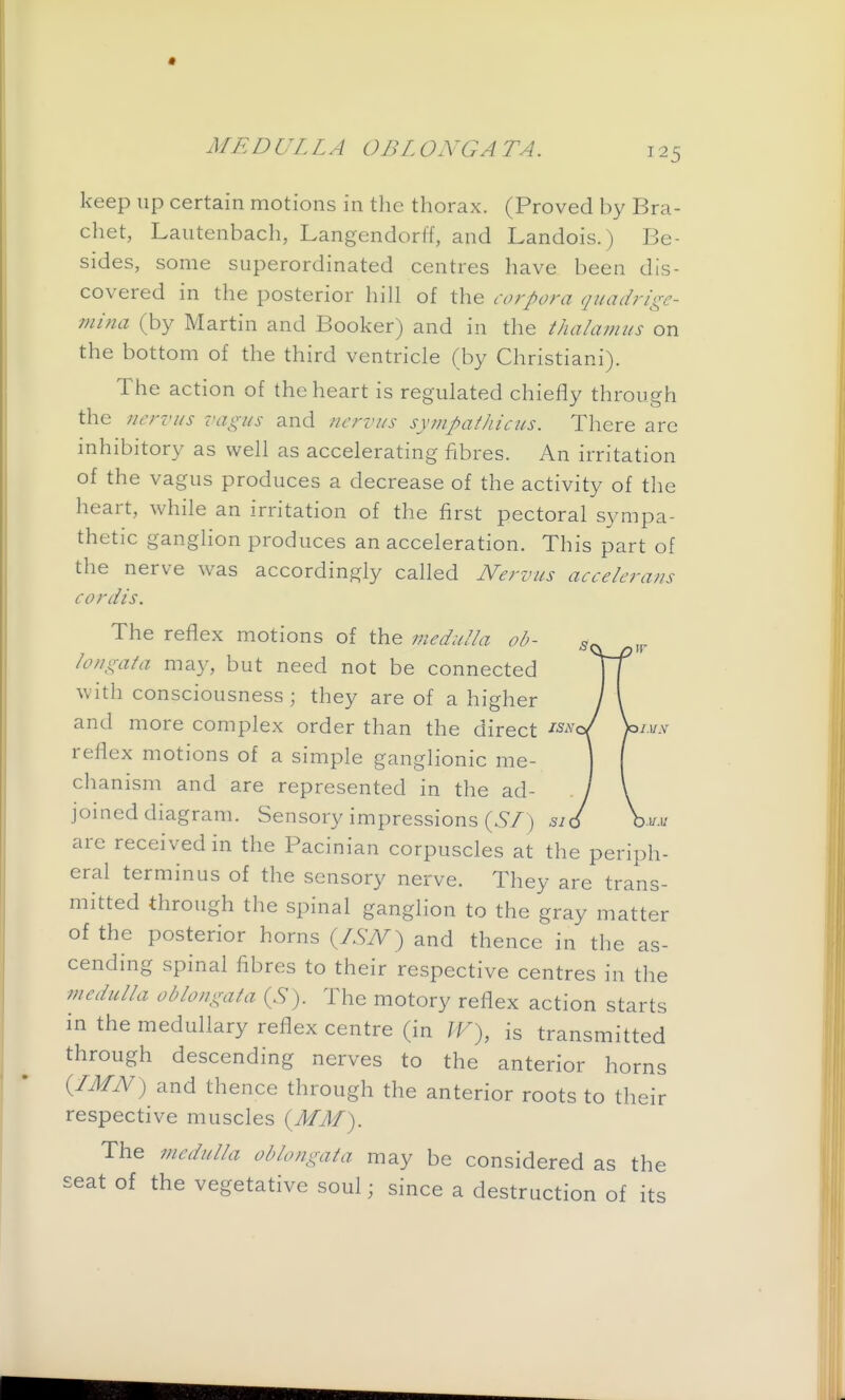 keep up certain motions in the thorax. (Proved by Bra- chet, Lautenbach, Langendorff, and Landois.) Be- sides, some superordinated centres have been dis- covered in the posterior hill of the corpora quadrige- mina (by Martin and Booker) and in the thalamus on the bottom of the third ventricle (by Christiani). The action of the heart is regulated chiefly through the nerviis vagus and nervus sympathicus. There arc inhibitory as well as accelerating fibres. An irritation of the vagus produces a decrease of the activity of the heart, while an irritation of the first pectoral sympa- thetic ganghon produces an acceleration. This part of the nerve was accordingly called Nervus accelerans cordis. The reflex motions of the medulla ob- longata may, but need not be connected with consciousness ; they are of a higher and more complex order than the direct ^^^^ reflex motions of a simple ganglionic me- chanism and are represented in the ad- joined diagram. Sensory impressions (6/) su are received in the Pacinian corpuscles at the periph- eral terminus of the sensory nerve. They are trans- mitted through the spinal ganglion to the gray matter of the posterior horns (AW) and thence in the as- cending spinal fibres to their respective centres in the viedulla oblongata (S). The motory reflex action starts in the medullary reflex centre (in JF), is transmitted through descending nerves to the anterior horns (IMN) and thence through the anterior roots to their respective muscles (MM). The medulla oblongata may be considered as the seat of the vegetative soul; since a destruction of its