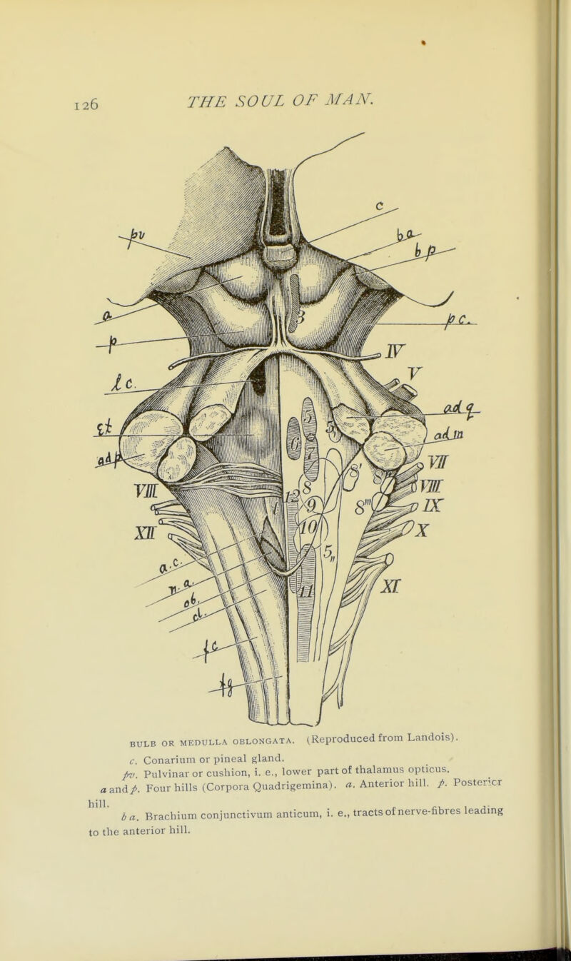 BULB OR MEDULLA OBLONGATA. (Reptoduced from Landois). c. Conarium or pineal gland. /7; Pulvinar or cushion, i. e., lower part of thalamus opticus. aandA Four hills (Corpora Quadrigemina). «. Anterior hill. /. Posterkr ha. Brachium conjunctivum anticum, i. e., tracts of nerve-fibres leading to the anterior hill.