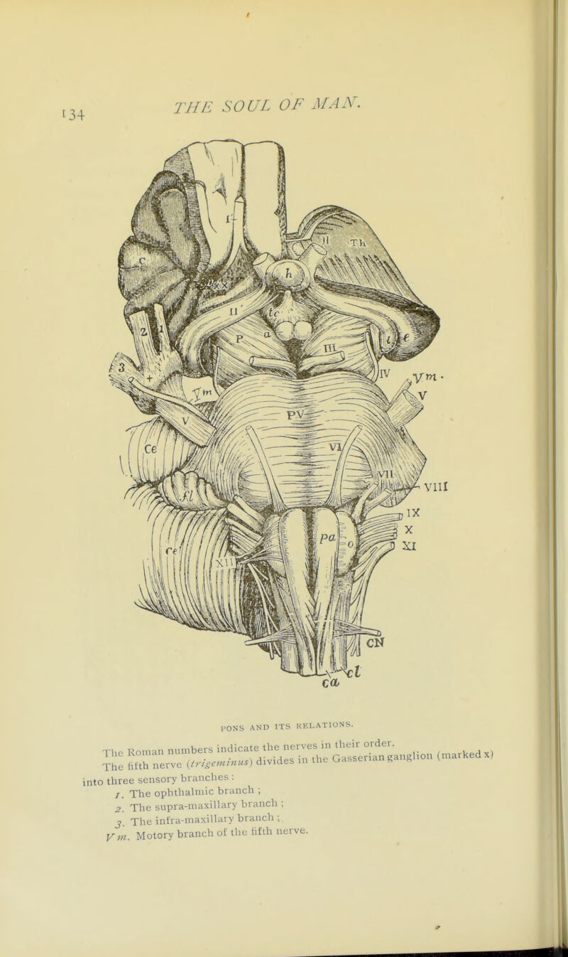 I PONS AND ITS KELATIONS into three sensory branches : 1. The ophthahiiic branch ; 2. The supra-maxillary branch ; J The int'ra-maxillary branch ; V m Motory branch of the fifth nerve