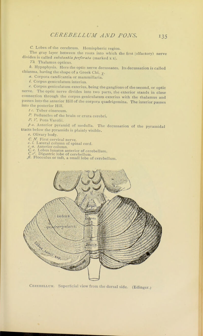 C. Lobes of the cerebrum. Hemispheric region. The gray layer between the roots into which the first (olfactory) nerve divides is called sulistantiaperforata (marked x x). Th Thalamus opticus. h. Hypophysis. Here the optic nerve decussates. Its decussation is called chiasma, having the shape of a Greek Chi, ^. a. Corpora candicantia or mammillaria. Corpus geniculatum interius. e. Corpus geniculatum exterius, being the ganglions of the second, or optic nerve. The optic nerve divides into two parts, the exterior stands in close connection through the corpus geniculatum exterius with the thalamus and passes into the anterior Hill of the corpora quadrigemina. The interior passes into the posterior Hill. t c. Tuber cinereum. P■ Peduncles of the brain or crura cerebri. P. K Pons Varolii. />u. Anterior pyramid of medulla. The decussation of the pyramidal tracts below the pyramids is plainly visible. o. Olivary body. C. N'. First cervical nerve. c. I. Lateral column of spinal cord. c. a. Anterior column. C. e. Lobus lunatus anterior of cerebellum. C.c'. Digastric lobe of cerebellum. Jl. Flocculus or tuft, a small lobe of cerebellum Cerebellum. Superficial view from the dorsal side. (Edi