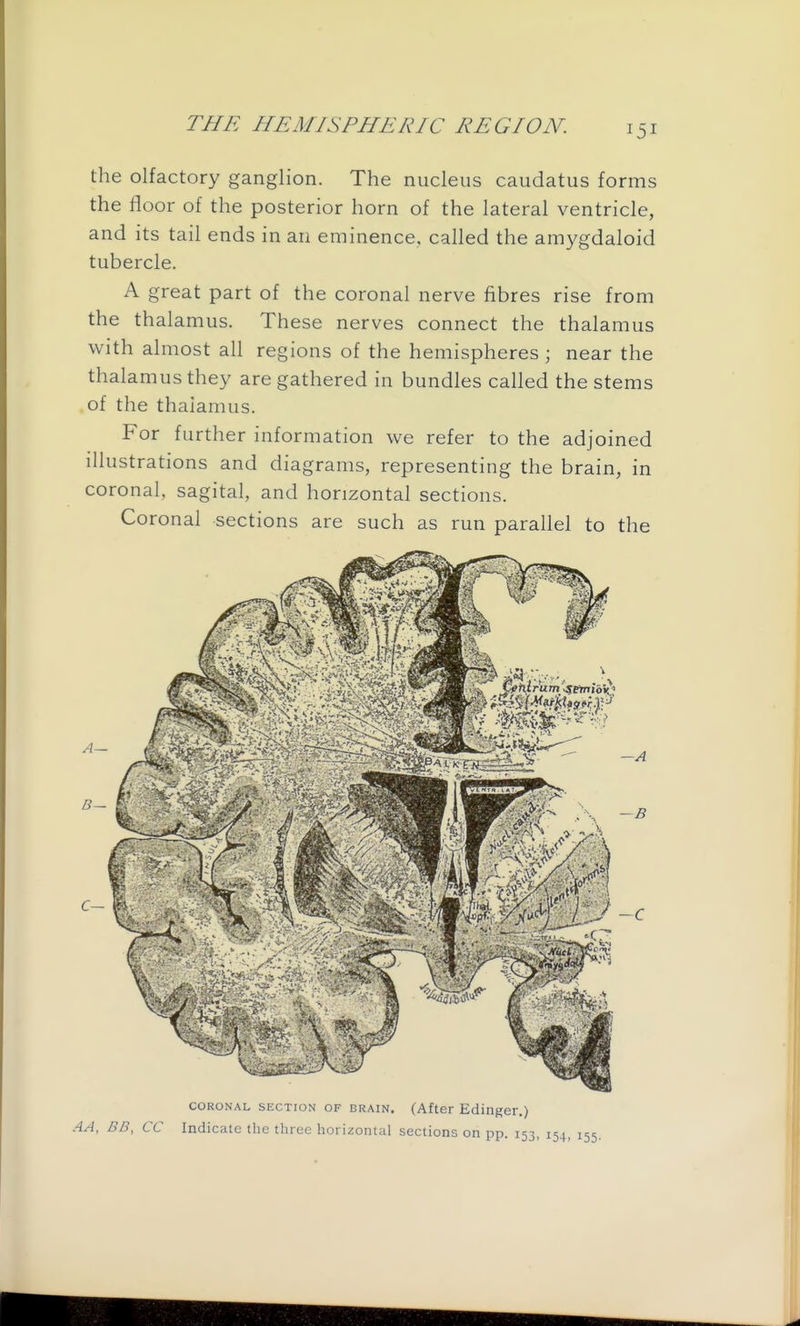 the olfactory ganglion. The nucleus caudatus forms the floor of the posterior horn of the lateral ventricle, and its tail ends in an eminence, called the amygdaloid tubercle. A great part of the coronal nerve fibres rise from the thalamus. These nerves connect the thalamus with almost all regions of the hemispheres; near the thalamus they are gathered in bundles called the stems of the thalamus. For further information we refer to the adjoined illustrations and diagrams, representing the brain, in coronal, sagital, and horizontal sections. Coronal sections are such as run parallel to the