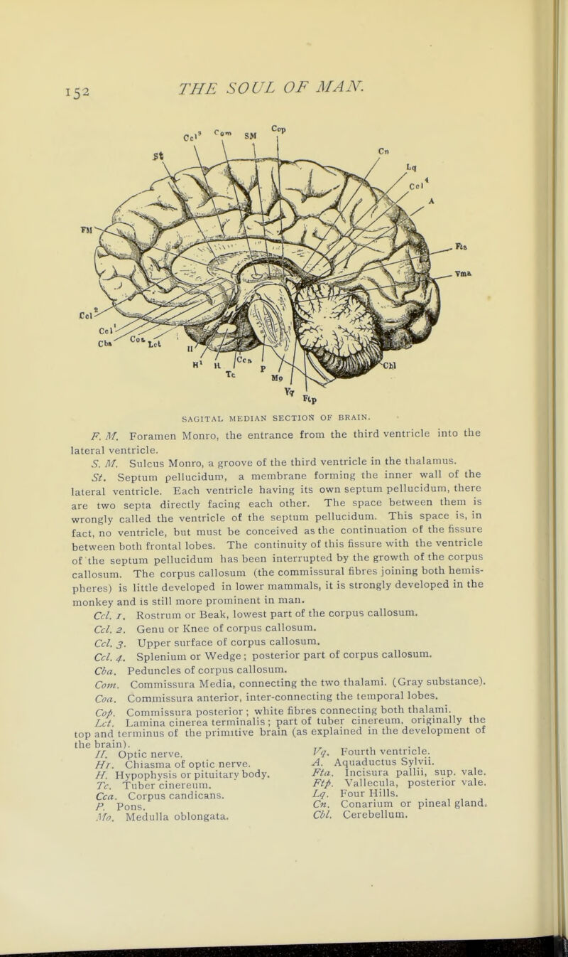 F. M. SAGITAI, MEDIAN SECTION OF BRAIN. Foramen Monro, the entrance from the third ventricle into the lateral ventricle. S. M. Sulcus Monro, a groove of the third ventricle in the thalamus. St. Septum pellucidum, a membrane forming the inner wall of the lateral ventricle. Each ventricle having its own septum pellucidum, there are two septa directly facing each other. The space between them is wrongly called the ventricle of the septum pellucidum. This space is, in fact, no ventricle, but must be conceived as the continuation of the fissure between both frontal lobes. The continuity of this fissure with the ventricle of the septum pellucidum has been interrupted by the growth of the corpus callosum. The corpus callosum (the commissural fibres joining both hemis- pheres) is little developed in lower mammals, it is strongly developed in the monkey and is still more prominent in man. Ccl. I. Rostrum or Beak, lowest part of the corpus callosum. Ccl. 2. Genu or Knee of corpus callosum. Ccl. 3. Upper surface of corpus callosum. Ccl. 4. Splenium or Wedge ; posterior part of corpus callosum. Cba. Peduncles of corpus callosum. Commissura Media, connecting the two thalami. (Gray substance). Commissura anterior, inter-connecting the temporal lobes. Commissura posterior ; white fibres connecting both thalami. ^u.. Lamina cinerea terminalis ; part of tuber cinereum, originally the top and terminus of the primitive brain (as explained in the development of the brain). ^ , . , //. Optic nerve. Vq. Fourth ventricle. Hr. Chiasina of optic nerve. A. Aquaductus Sylvu. H. Hypophysis or pituitarv body. Fta. Incisura pallii, sup. vale. Tc. Tuber cinereum.  Ftp. Vallecula, posterior vale. Cca. Corpus candicans. Lq. Four Hills. , , , p Pons Cn. Conarium or pineal gland. ^'lo. Medulla oblongata. Chi. Cerebellum. Com. Coa. Cop. Let.