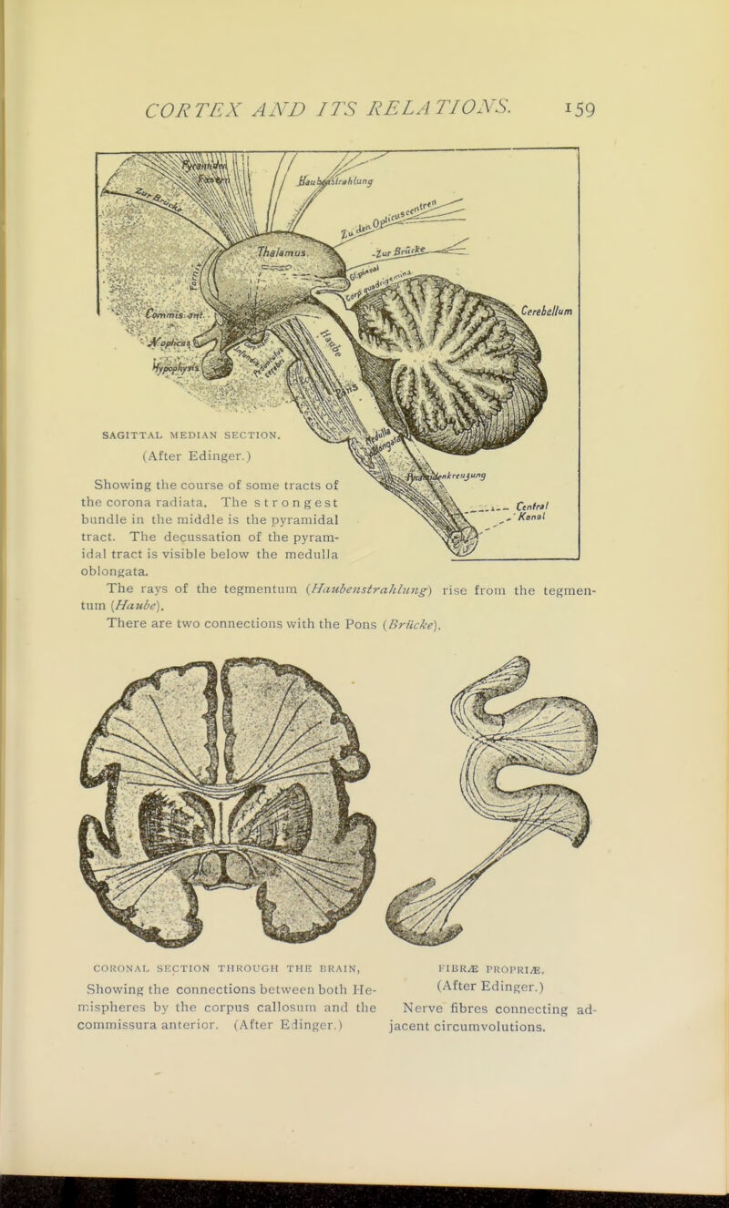 oblongata. The rays of the tegmentum {Haubenstrahlimg) rise from the tegmen- tum [Haube). There are two connections with the Pons {Briicke). CORONAL SECTION THROUGH THE DRAIN, KIBR^ PROI'RT^E, Showing the connections between both He- (After Edinger.) mispheres by the corpus callosum and the Nerve fibres connecting ad- commissura anterior. (After Edinger.) jacent circumvolutions.