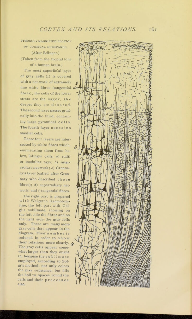 STRONGLY MAGNIFIED SECTION OF CORTICAL SUBSTANCK. (After Edinger.) (Taken from the frontal lobe of a human brain.) The most superficial layer of gray cells (i) is covered with a net-work of extremely fine white fibres (tangential fibres; ; the cells of the lower strata are the larger, the deeper they are situated. The second layer passes grad- ually into the third, contain- ing large pyramidal cells. The fourth layer contains smaller cells. These four layers are inter- sected by white fibres which, enumerating them from be- low, Edinger calls, a) radii or medullar rays; b) inter- radiary net-work ; c) Grenna- ry's layer (called after Gren- nary who described these fibres); d) superradiary net- work; and e) tangential fibres. The right part is prepared with Wei^erfs Haemotoxy- Hne, the left part with Gol- gi's sublimate, showing on the left side the fibres and on the right side the gray cells only. There are many more gray cells than appear in the diagram. Their number is reduced in order to show their relations more clearly. ^ The gray cells appear some- what larger than they ought to, because the sublimate employed, according to Gol- gi's method, not only colors the gray substance, but fills theholliw spaces round the cells and their processes also.