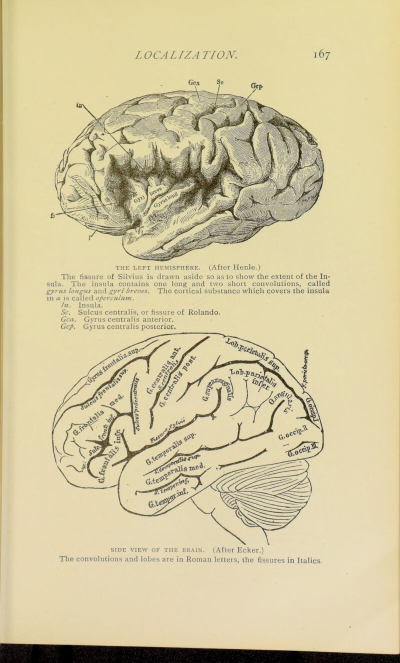 THE LEFT HicMisPHERE. (After Henle.) The fissure of Silvius is drawn aside so as to show the extent of the In- sula. The insula contains one long and two short convolutions, called gyrus longus and gyri breves. The cortical substance which covers the insula in a IS called operculum. In. Insula. Sc. Sulcus centralis, or fissure of Rolando. Gca. Gyrus centralis anterior. Gcp. Gyrus centralis posterior. SIDE VIEW OF THE BRAIN. (After Ecker.) The convolutions and lobes are in Roman letters, the fissures in Italics.