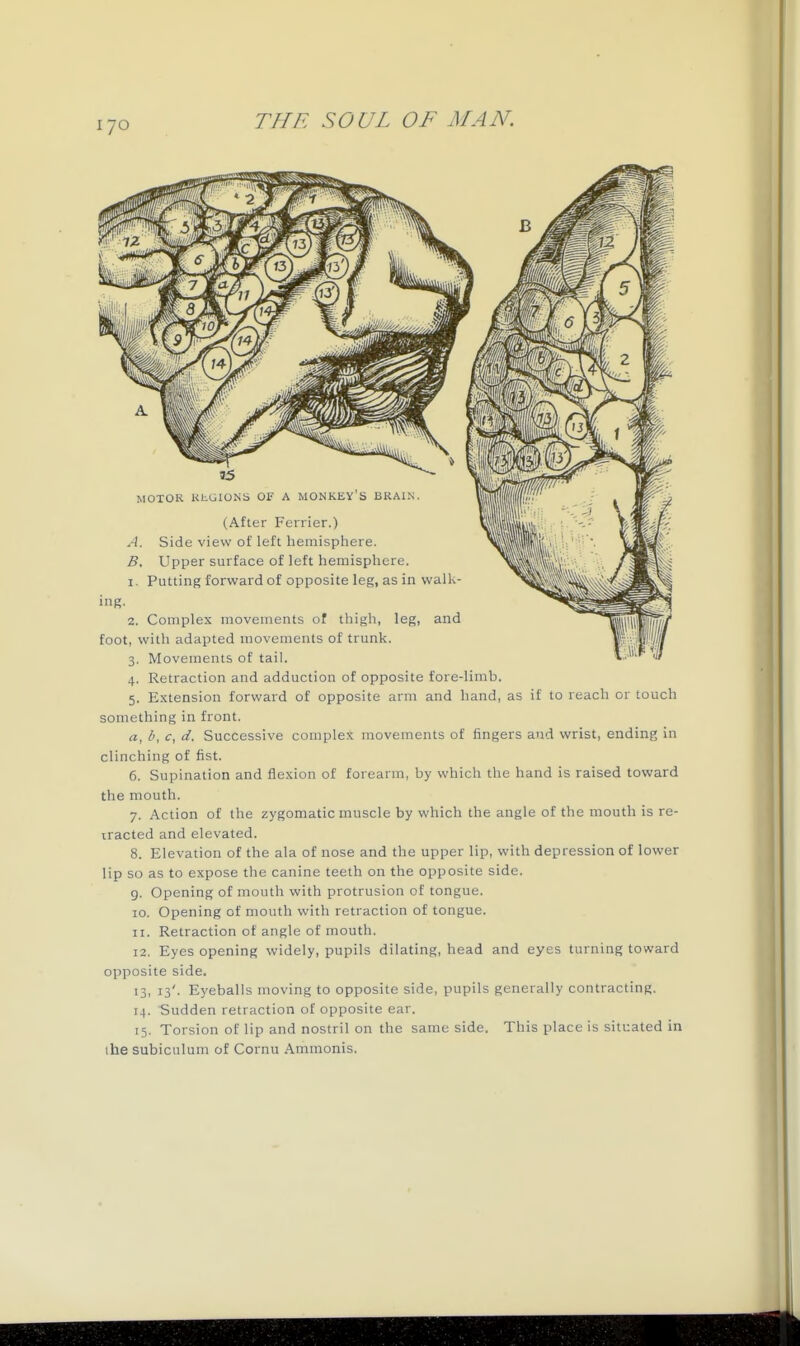 MOTOR KliGIONb OF A MONKEY S BRAIN. (After Ferrier.) A. Side view of left hemisphere. B, Upper surface of left hemisphere. 1. Putting forward of opposite leg, as in walk- 2. Complex movements of thigh, leg, and foot, with adapted movements of trunk. 3. Movements of tail. 4. Retraction and adduction of opposite fore-limb. 5. Extension forward of opposite arm and hand, as if to reach or touch something in front. a, c, d. Successive complex movements of fingers and wrist, ending in clinching of fist. 6. Supination and flexion of forearm, by which the hand is raised toward the mouth. 7. Action of the zygomatic muscle by which the angle of the mouth is re- iracted and elevated. 8. Elevation of the ala of nose and the upper lip, with depression of lower lip so as to expose the canine teeth on the opposite side. 9. Opening of mouth with protrusion of tongue. 10. Opening of mouth with retraction of tongue. 11. Retraction of angle of mouth. 12. Eyes opening widely, pupils dilating, head and eyes turning toward opposite side. 13. 13'. Eyeballs moving to opposite side, pupils generally contracting. 14. 'Sudden retraction of opposite ear. 15. Torsion of lip and nostril on the same side. This place is situated in (he subiculum of Cornu Ammonis.