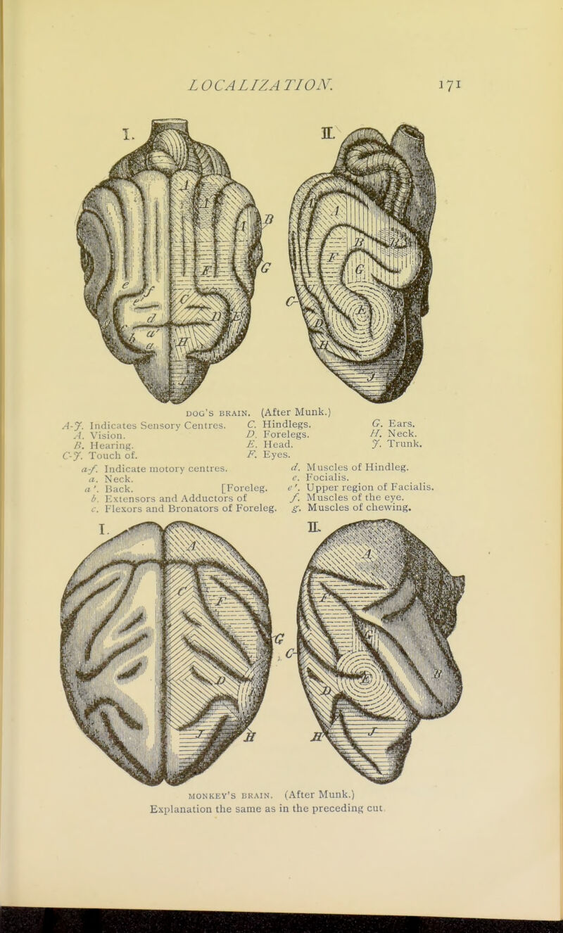 dog's brain. (After Munk A-J. Indicates Sensory Centres. C. Hindlegs A. Vision. /). Hearing. C-y. Touch of. a-f. Indicate niotory centres. a. Neck. a '. Back. [Foreleg. b. Extensors and Adductors of c. Flexors and Bronators of Foreleg G. Ears. D. Forelegs. //. Neck. E. Head. J. Trunk. F. Eyes. d. Muscles of Hindleg. e. Focialis. Upper region of Facialis. f. Muscles of the eye. g. Muscles of chewing. monkey's ck.\in. (After Munk.) Explanation the same as in the preceding cut.