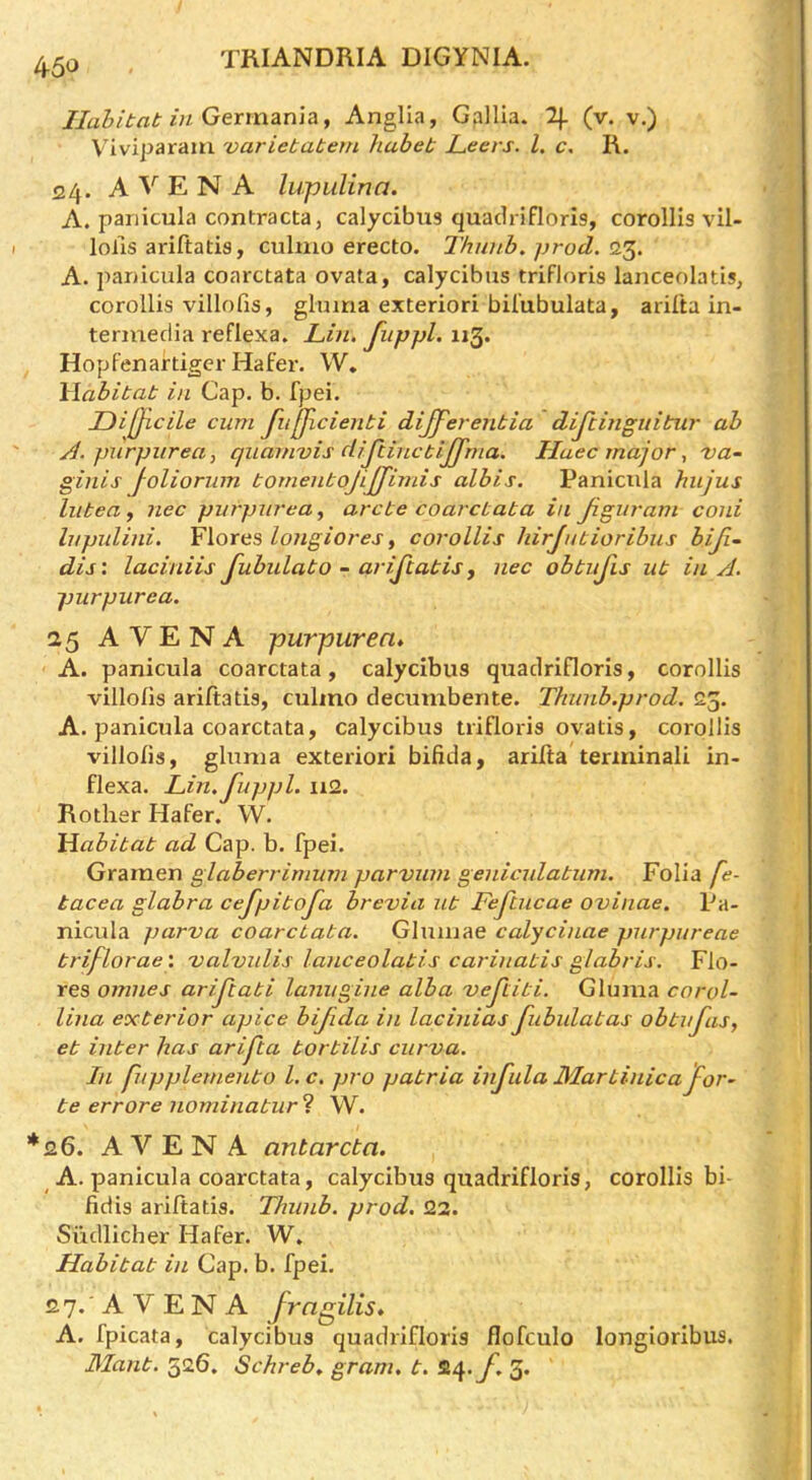 Habitat in Germania t Anglia, Gpllia. 7\. (v. v.) Viviparam varietatern hahet Leers. 1. c. R. 24. A V E N A lupiilina. A. pariicula contracta, calycibus quadrifloris, corollis vil- lolis ariftatia, culmo erecto. Thunb. prod. 23, A. panicula coarctata ovata, calycibus trifloris lanceolatis, corollis villofis, gluma exteriori bilubulata, aril'ta in- termedia reflexa, Lin. fuppl. 113. Hopf’enartiger Hafer. W* Wabitat in Cap. b. fpei. JJijJlcile cum fiifflcienti dijferentia dijtinguitur ab /I. purpurea, quamvis clijiinctijjma. Huec major, va- ginis joliorum tomentojijjimis albis. Panicula hujus liitea y nec purpurea, arete coarctata in Jiguram coni lupulini. Ylortis longiores, corollis hirjutioribus hiji~ dis\ laciniis Jubulato - arijiatis, nec obtujis ut in A. purpurea. 25 A V E N A purpurea* A. panicula coarctata, calycibus quadrifloris, corollis villo/is ariftatis, culmo decumbente. Thunb.prod. 25. A. panicula coarctata, calycibus trifloris ovatis, corollis villolis, gluma exteriori bifida, arilta terminali in- flexa. Lin.fuppl. 112. Rother Hafer. W. Habitat ad Cap. b. fpei. Gramen glaberrimum parviim geniculatum. Folia fe- tacea glabra cejpitofa brevia ut Fefcucae ovinae. Pa- nicula parva coarctata. Glmnae calycinae purpureae triflorae', 'valvulis lanceolatis carinatis glahris. Flo- res omnes ariftati lanugine alba 'veftiti. Gluma corol- lina exterior apice bifida in lacinias fubulatas obtufis, et inter has arifta tortilis curva. In fupplernento 1. c. pro patria infula Mar tinic a for- te err ore nominatur ? W. *26. A V E N A antareba. A. panicula coarctata, calycibus quadrifloris, corollis bi- fidis ariftatis. Thunb. prod. 22. Siidlicher Hafer. W. Habitat in Cap. b. fpei. 2 7. ■ A V E N A frngilis* A. fpicata, calycibus quadrifloris flofculo longioribus. Mant. 526. Schrebt gram, t. ^^>f 3*