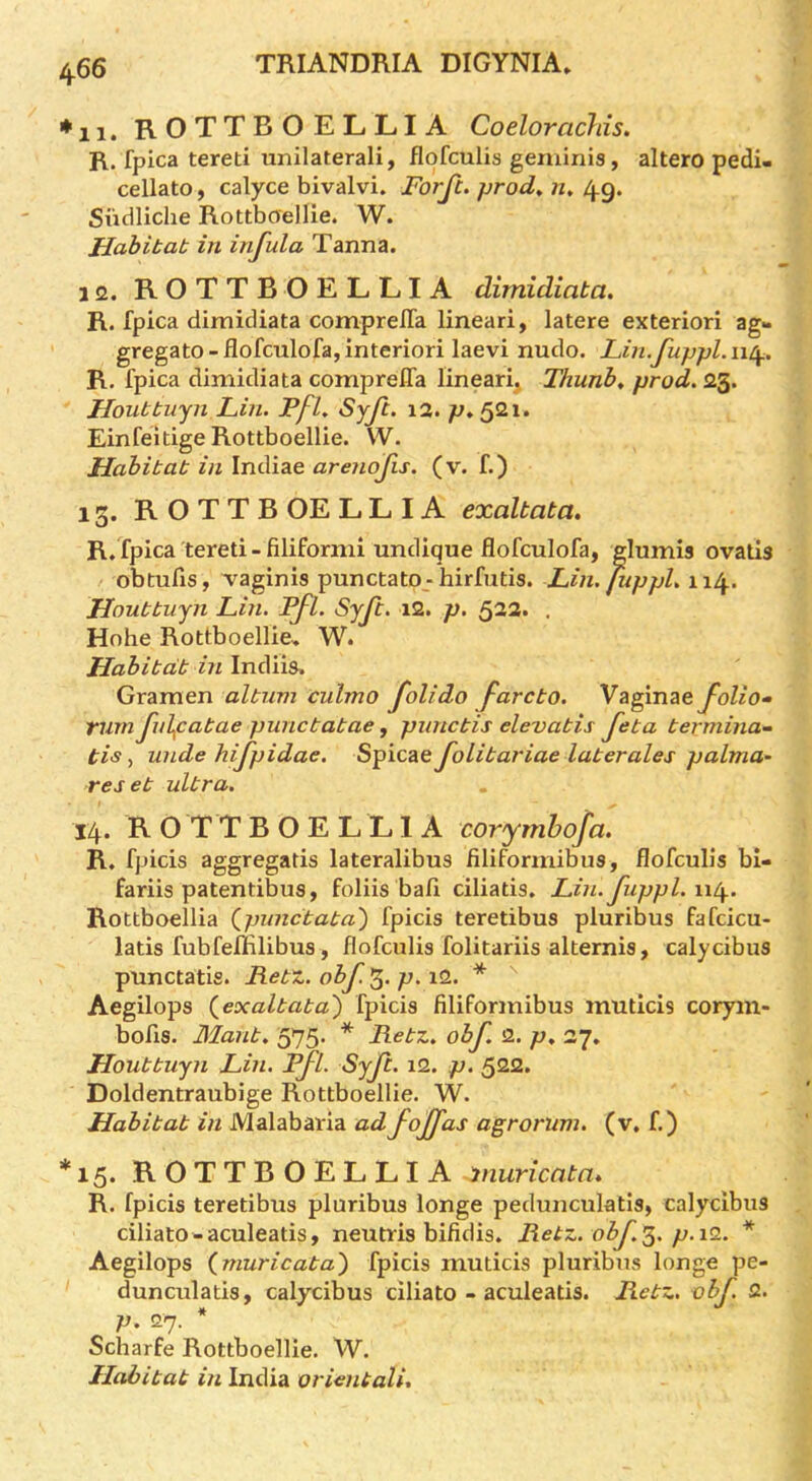 *11. ROTTBOELiLiIA Coelorachis. R. fpica tereti iinilaterali, flofculis geminis, altero pedi- cellato, calyce bivalvi. Forji. jjrod^ n, 49. Siidliche Rottboellie. W. Habitat in infula Tanna. i<2. ROTTBOELLIA dimidiata. R. fpica dimidiata compreiTa lineari, latere exteriori ag- gregate-flofculofa, interiori laevi nudo. Lin.fupjjl.ut^, R. fpica dimidiata compreiTa linearij Thunh, prod. 25. Houttuyn Lin. Pfl. Syji. i3. p.^Q,i. Einfeitige Rottboellie. W. Habitat in Indiae arenojis. (v. f.) 13. R O T T B OE L L IA exaltata. R, fpica tereti-filiformi undique flofculofa, glumis ovatis obtufis, 'vaginis punctato_-hirfutis. Lm. /uppl. 114. Houttuyn Lin. Pfl. Syft, i2. p. 523. . Hohe Rottboellie, W. Habitat in InAiis. Gramen altum culmo folido fare to. Vaginae yoZ/o- Tum fulfatae punctatae ^ punctis elevatis feta terminal tis 1 unde hifpidae. S ficze foLitariae laterales palma- res et ultra. 14. ROTTBOELLIA corymhofa. R. fpicis aggregatis lateralibus filiformibus, flofculis bl- fariis patentibus, foliis bafi ciliatis. Lin. fuppl. \\l^. Rottboellia (^punctata') fpicis teretibus pluribus fafcicu- latis fubfeiHlibus, flofculis folitariis alternis, calycibus punctatis. Rett., obf 3. p. i2. * Aegilops (^exaltata') fpicis filiformibus muticis corym- bofis. Mant. 575. * Rett, obf 2. p. 27. Houttuyn Lin. Pfl. Syft. i2. p. 522. Doldentraubige Rottboellie. W. Habitat in Malabaria ad foff as agrorum. (v, f.) *15. ROTTBOELLIA muricatn* R. fpicis teretibus pluribus longe pedunculatis, calycibus ciliato - aculeatis, neutris bifidis. Rett, obfp.io.. * Aegilops {muricata') fpicis muticis pluribiis longe pe- dunculatis, calycibus ciliato - aculeatis. Rett. obf. 2. p. 27. Scharfe Rottboellie. W. Habitat in India orientali.