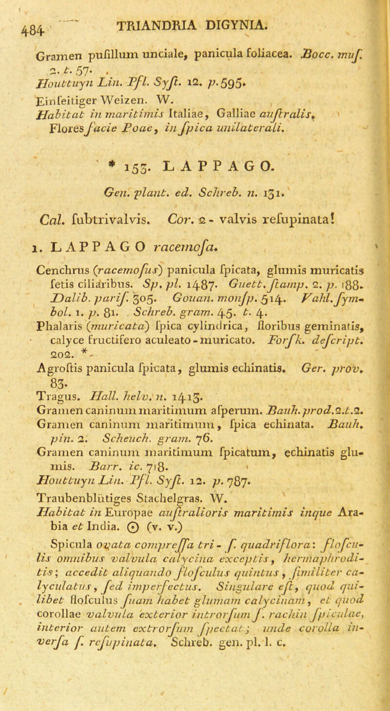 3^ TRIANDRIA DIGYNIA. Grainen pufillum unciale, panicula foliacea. JBocc. mvf. 3. t. 57- . Houttujn Lin. Ffl. Syji. i2. p-SoS* Einfeiiiger Weizen. W. JJahibat inmaribimis GdWi^xc aujlrails^ ' 'piotQsJacie Poae, in fpica unilaberali. ' * 153. L A P P A G O. Gen. planb. ed. ScJireh. n. 131. Cah fiibtrivalvis. Cor. o. - valvis refupinata! 1. LAPPAGO racemofa* Cenchrus (racemofus) panicula fpicata, glumis muricatis fetis ciliiiribus. Sp, pi. i487> Guebb.Jiamp. 2. p. i88* JDalih. parif.'^o^. Gonan. monjp. Vahl.fjmm bol. 1. p. 8i* Schreh. gram. 45. b. 4. Phalaris (jnuricaba) I'pica cylinclrica, floribus geminatis, calyce fructifero aculeato-muricato. Forfk. defcripb. 202. *- Agroftis panicula fpicata, glumis echinatis. Ger. prov. 83* Tragus. Hall. helv;n. i4i5‘ Gramencaninummaritimum afperum. Baiih.prod.Q..b.Q.. Granien caninum maritimuna, fpica echinata. Baiih. pin. 2. Scheuch. gram. 76. Gramen caninum maritimum fpicatum, echinatis glu- mis. Barr, /c, 718. ' Hoiibbujn Lin. Fj 1. SyJi. 12. p.'jQ'j. Traubenbliitiges Stachelgras. W. Hahibab in Europae aujtralioris maribimis inque Ara- bia eb India. Q (v. v.) Spicula opaba comprejfa bri- f. quadriflora: j-lofcn- Us omnibus valvula caljcina exccpbis, hermaphrodi~ bis; accedib aliquando J-loJculus quinbns , fimiliber ca- Ijculabus j Jed imperjecbus, Singulare ejby quod qui~ libeb flofculus Jiiam fiabeb glumam calycinam, eb quod corollae valvula exberior inbrorjum J. rachin Jpiculae, inberior aubem exbrorjum jpecbab', unde corolla in- verja f. rcjirpinaba. Schreb. gen. pi. 1. c.