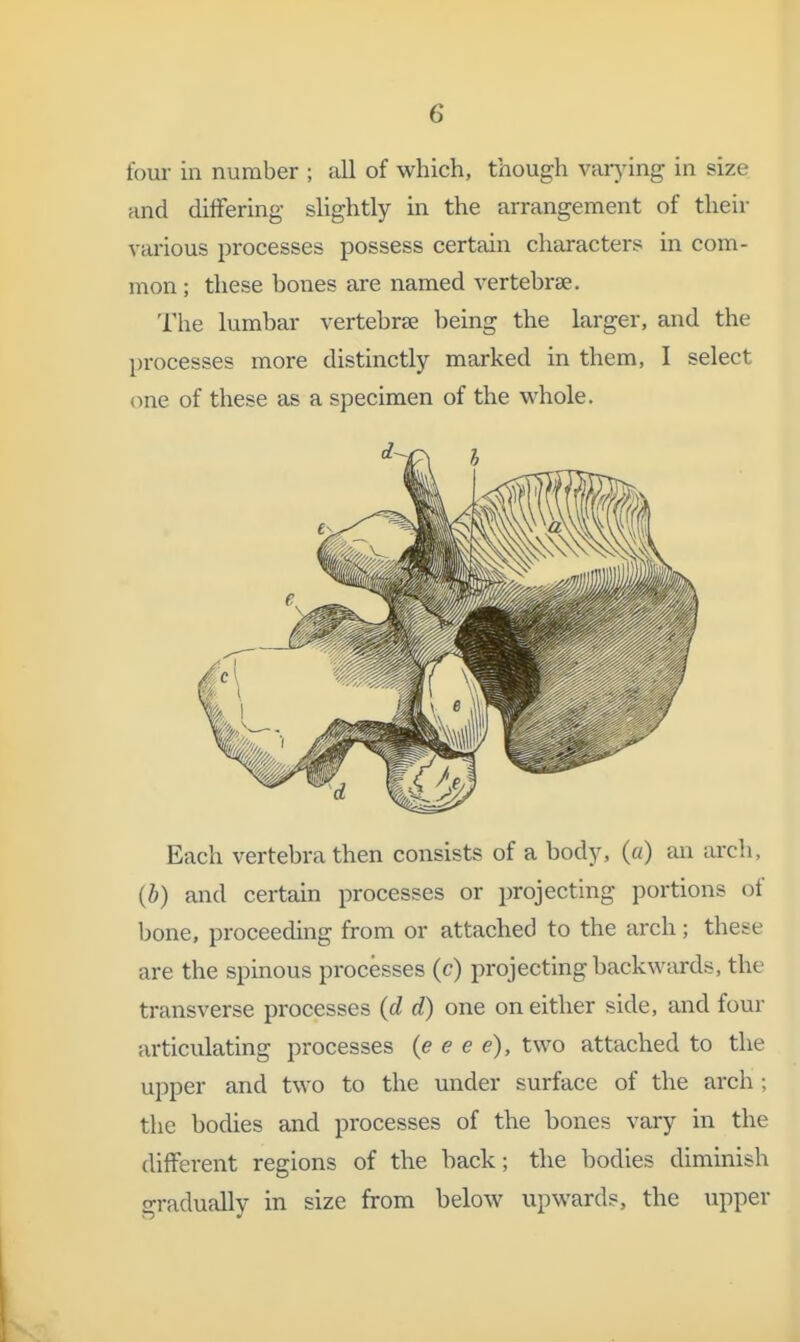 four in number ; all of which, though varjdng in size and differing slightly in the arrangement of their various processes possess certain characters in com- mon ; these bones are named vertebrae. The lumbar vertebrte being the larger, and the processes more distinctly marked in them, I select one of these as a specimen of the whole. Each vertebra then consists of a body, (a) an arch, (b) and certain processes or projecting portions of bone, proceeding from or attached to the arch; these are the spinous processes (c) projecting backwards, the transverse processes (d d) one on either side, and four articulating processes (e e e e), two attached to the upper and two to the under surface of the arch ; the bodies and processes of the bones vary in the different regions of the back; the bodies diminish gradually in size from below upwards, the upper