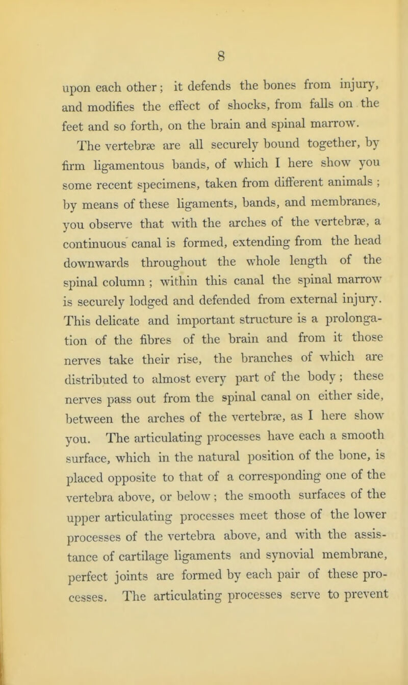 upon each other; it defends the bones from injury, and modifies the effect of shocks, from falls on the feet and so forth, on the brain and spinal marrow. The vertebra? are all securely bound together, by firm Hgamentous bands, of which I here show you some recent specimens, taken from different animals ; by means of these ligaments, bands, and membranes, you observe that with the arches of the vertebrae, a continuous canal is formed, extending from the head doA\Tiwards throughout the whole length of the spinal column ; within this canal the spinal marrow is securely lodged and defended from external injur}'. This dehcate and important structure is a prolonga- tion of the fibres of the brain and from it those nerves take their rise, the branches of which are distributed to almost every part of the body ; these nerves pass out from the spinal canal on either side, between the arches of the vertebrae, as I here show you. The articulating processes have each a smooth surface, which in the natural position of the bone, is placed opposite to that of a corresponding one of the vertebra above, or below; the smooth surfaces of the upper articulating processes meet those of the lower processes of the vertebra above, and with the assis- tance of cartilage ligaments and synovial membrane, perfect joints are formed by each pair of these pro- cesses. The articulating processes serve to prevent