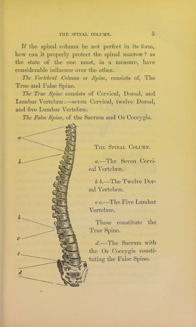 If the spinal column he not perfect in its form, how can it properly protect the spinal marrow ? as the state of the one must, in a measure, have considerable influence over the other. The Vertebral Column or Spine, consists of, The True and False Spine. The True Spine consists of Cervical, Dorsal, and Lumbar Vertebrae:—seven Cervical, twelve Dorsal, and five Lumbar Vertebrae. The False Spine, of the Sacrum and Os Coccygis. ♦ Tiie Spinal Column. a.—The Seven Cervi- cal Vertebrae. b b.—The Twelve Dor- sal Vertebrae. c c.—The Five Lumbar Vertebrae. These constitute the True Spine. d.—The Sacrum with the Os Coccygis constb tuting the False Spine.