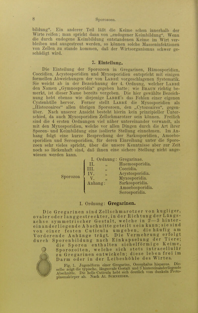 bildung. Ein anderer Teil läßt die Keime schon innerhalb der Wirte reifen; man spricht dann von „endogener Keimbildung. Wenn die durch endogene Kcimbildung entstandenen Keime im Wirt ver- bleiben und ausgestreut werden, so können solche Masseninfektionen von Zellen zu stände kommen, daß der Wirtsorganismus schwer ge- schädigt wird. 7. Einteilung;. Die Einteilung der Sporozoen in Gregarinen, Hämosporidien, Coccidien, Acystosporidien und Myxosporidien entspricht mit einigen formellen Abweichungen der von Labbe vorgeschlagenen Systematik. Sie weicht ab in der Bezeichnung der 4. Ordnung, welcher Labbe den Namen „Gymnosporidia gegeben hatte; wie Braun richtig be- merkt, ist dieser Name bereits vergeben. Die hier gewählte Bezeich- nung hebt ebenso wie diejenige Labbe's das Fehlen einer eigenen Cystenhülle hervor. Ferner stellt Labbe die Myxosporidien als „Histozoaires allen übrigen Sporozoen, den „Cytozoaires, gegen- über. Nach unserer Ansicht besteht hierin kein prinzipieller Unter- schied, da auch Myxosporidien Zellschmarotzer sein können. Freilich sind die 4 ersten Ordnungen viel näher untereinander verwandt, als mit den Myxosporidien, welche vor allen Dingen durch die Art ihrer Sporen- und Keimbildung eine isolierte Stellung einnehmen. Im An- hang folgt eine kurze Besprechung der Sarkosporidien, Araoebo- sporidien und Serosporidien, für deren Einreihung unter die Sporo- zoen sehr vieles spricht, über die unsere Kenntnisse aber zur Zeit noch so lückenhaft sind, daß ihnen eine sichere Stellung nicht ange- wiesen werden kann. Ordnung: Gregarinae. „ Haemosporidia. Sporozoa I. II. III. IV. V. Anhang: Coccidia. Acystosporidia. Myxosporidia. Sarkosporidia. Amoebosporidia. Serosporidia. I. Ordnung: Gregarinen. Die Gregarinen sind Zellschmarotz er von kugliger, ovaler oder langgestreckter, in der Richtung der Längs- achse symmetrischer Gestalt, welche in 2 — 3 hinter- einander liegende Abschnitte geteilt sein kann; sie sind von einer festen Cuticula umgeben, die häufig am Vorderende Anhänge trägt. Die Vermehrung erfolgt durch Sporenbildung nach Einkapselung der Tiere; die Sporen enthalten sichelförmige Keime, Sporozoiten, welche sich stets intracellulär zu Gregarinen entwickeln; diese leben frei im Darm oder in der Leibeshöhle des Wirtes. Fig. 1. Jugendform einer Gregarine, Oocephalus hispanus. Die- selbe zeigt die typische, längsovale Gestalt und 3 hintereinanderliegende Abschnitte. Die heUe Cuticula hebt sich deutlich vom dunkeln Froto- plasmakörper ab. Nach Ai. Schneider.