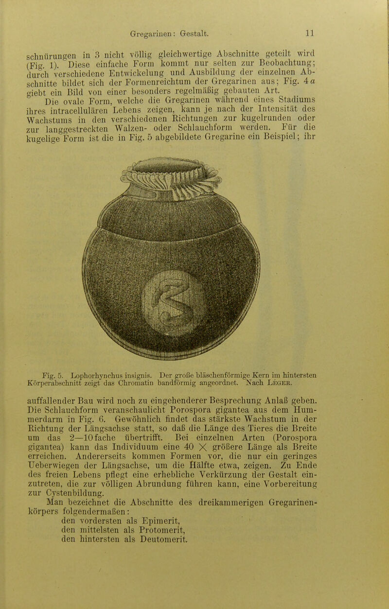 schnürungen in 3 nicht völlig gleichwertige Abschnitte geteilt wird (Fi-. 1). Diese einfache Form kommt nur selten zur Beobachtung; dur^ch verschiedene Entwickelung und Ausbildung der einzelnen Ab- schnitte bildet sich der Formenreichtum der Gregarinen aus; Fig. 4a giebt ein Bild von einer besonders regelmäßig gebauten Art. Die ovale Form, welche die Gregarinen während eines Stadiums ihres intracellulären Lebens zeigen, kann je nach der Intensität des Wachstums in den verschiedenen Richtungen zur kugelrunden oder zur langgestreckten Walzen- oder Schlauchform werden. Für die kugelige Form ist die in Fig. 5 abgebildete Gregarine ein Beispiel; ihr Fig. 5. Lopliorhynclius insignis. Der große bläschenförmige Kern im hintersten Körperabschnitt zeigt das Chromatin bandförmig angeordnet. Nach Legee. auffallender Bau wird noch zu eingehenderer Besprechung Anlaß geben. Die Schlauchform veranschaulicht Porospora gigantea aus dem Hum- merdarm in Fig. 6. Gewöhnlich findet das stärkste Wachstum in der Richtung der Längsachse statt, so daß die Länge des Tieres die Breite um das 2—10 fache übertrifft. Bei einzelnen Arten (Porospora gigantea) kann das Individuum eine 40 X größere Länge als Breite erreichen. Andererseits kommen Formen vor, die nur ein geringes Ueberwiegen der Längsachse, um die Hälfte etwa, zeigen. Zu Ende des freien Lebens pflegt eine erhebliche Verkürzung der Gestalt ein- zutreten, die zur völligen Abrundung führen kann, eine Vorbereitung zur Gystenbildung. Man bezeichnet die Abschnitte des dreikammerigen Gregarinen- körpers folgendermaßen: den vordersten als Epimerit, den mittelsten als Protomerit, den hintersten als Deutomerit.