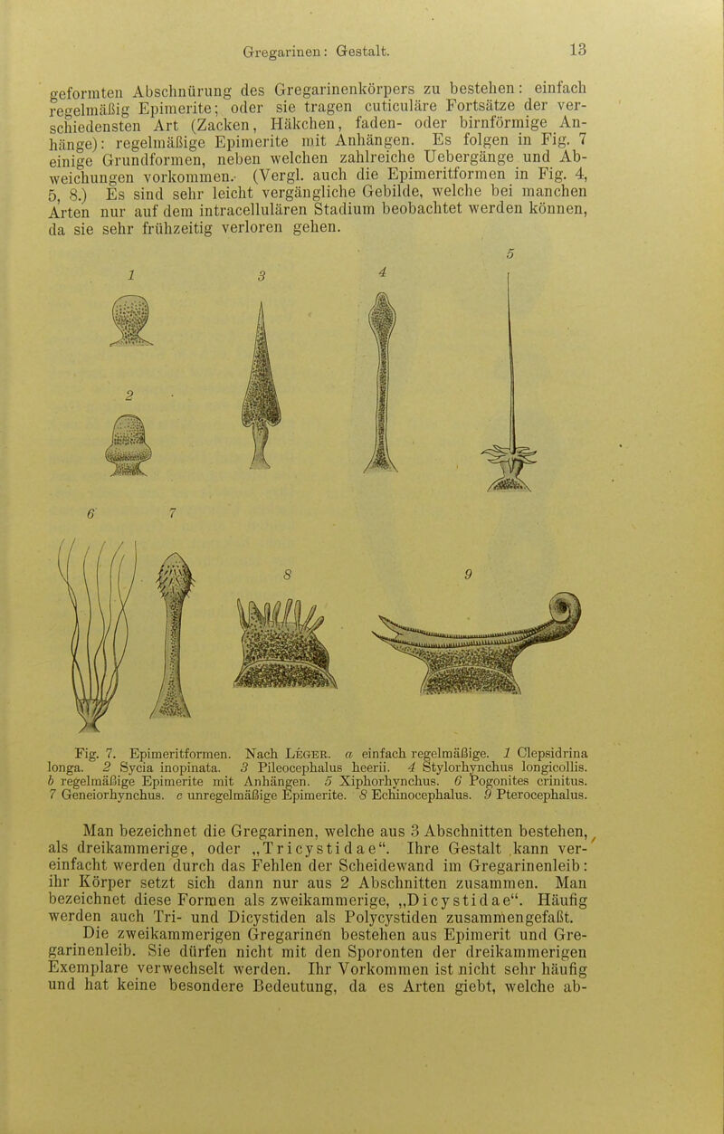 geformten Abschnürung des Gregarinenkörpers zu bestehen: einfach regelmäßig Epimerite; oder sie tragen cuticuläre Fortsätze der ver- schiedensten Art (Zacken, Häkchen, faden- oder birnförmige An- hänge): regelmäßige Epimerite mit Anhängen. Es folgen in Fig. 7 einige Grundformen, neben welchen zahlreiche Uebergänge und Ab- weichungen vorkommen.- (Vergl. auch die Epimeritformen in Fig. 4, 5, 8.) Es sind sehr leicht vergängliche Gebilde, welche bei manchen Arten nur auf dem intracellulären Stadium beobachtet werden können, da sie sehr frühzeitig verloren gehen. 5 Fig. 7. Epimeritformen. Nach Leger, a einfach regelmäßige. 1 Clepsidrina longa. 2 Sycia inopinata. 5 Pileocephalus heerii. 4 Stylorhynchus longicollis. b regelmäßige Epimerite mit Anhängen. 5 Xiphorhynchus. 6 Pogonites crinitus. 7 Geneiorhynchus. c unregelmäßige Epimerite. 8 Ecmnocephalus. 9 Pterocephalus. Man bezeichnet die Gregarinen, welche aus 3 Abschnitten bestehen, ^ als dreikammerige, oder „Tricystidae. Ihre Gestalt kann ver- einfacht werden durch das Fehlen der Scheidewand im Gregarinenleib: ihr Körper setzt sich dann nur aus 2 Abschnitten zusammen. Man bezeichnet diese Formen als zweikammerige, „Dicystidae. Häufig werden auch Tri- und Dicystiden als Polycystiden zusammengefaßt. Die zweikammerigen Gregarinön bestehen aus Epimerit und Gre- garinenleib. Sie dürfen nicht mit den Sporonten der dreikammerigen Exemplare verwechselt werden. Ihr Vorkommen ist nicht sehr häufig und hat keine besondere Bedeutung, da es Arten giebt, welche ab-