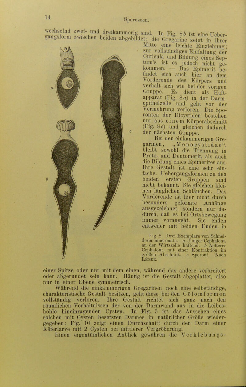 wechselnd zwei- und dreikammeri gangsform zwischen beiden abgeb g sind. In Fig. Hb ist eine Ueber- ildet; die Grcgarine zeigt in ihrer Mitte eine leichte Einziehung; zur vollständigen Einfaltung der Cuticula und Bildung eines Sep- tum's ist es jedoch nicht ge- kommen. ~ Das Epimerit be- findet sich auch hier an dem Vorderende des Körpers und verhält sich wie bei der vorigen Gruppe. Es dient als Haft- apparat (Fig. 8 a) in der Darm- epithelzelle und geht vor der Vermehrung verloren. Die Spo- ronten der Dicystiden bestehen nur aus einem Körperabschnitt (Fig. 8 c) und gleichen dadurch der nächsten Gruppe. Bei den einkammerigen Gre- garinen, „Mono cystidae, bleibt sowohl die Trennung in Proto- und Deutomerit, als auch die Bildung eines Epimerites aus. Ihre Gestalt ist eine sehr ein- fache. Uebergangsformen zu den beiden ersten Gruppen sind nicht bekannt. Sie gleichen klei- nen länglichen Schläuchen. Das Vorderende ist hier nicht durch besonders geformte Anhänge ausgezeichnet, sondern nur da- durch, daß es bei Ortsbewegung immer vorangeht. Sie enden entweder mit beiden Enden in Fig. 8. Drei Exemplare von Schnei- deria mucronata. a Junger Cephalont, an der Wirtszelle haftend, b Aelterer Cephalont, mit einer Kontraktion im froßen Abschnitt, c öporont. Nach /EGER. einer Spitze oder nur mit dem einen, während das andere verbreitert oder abgerundet sein kann. Häufig ist die Gestalt abgeplattet, also nur in einer Ebene symmetrisch. Während die einkammerigen Gregarinen noch eine selbständige, charakteristische Gestalt besitzen, geht diese beiden Cölomformen vollständig verloren. Ihre Gestalt richtet sich ganz nach den räumlichen Verhältnissen der von der Darmwand aus in die Leibes- höhle hineinragenden Cysten. In Fig. 3 ist das Aussehen eines solchen mit Cysten besetzten Darmes in natürlicher Größe wieder- gegeben ; Fig. 10 zeigt einen Durchschnitt durch den Darm einer Käferlarve mit 2 Cysten bei mittlerer Vergrößerung. Einen eigentümlichen Anblick gewähren die Verklebungs-