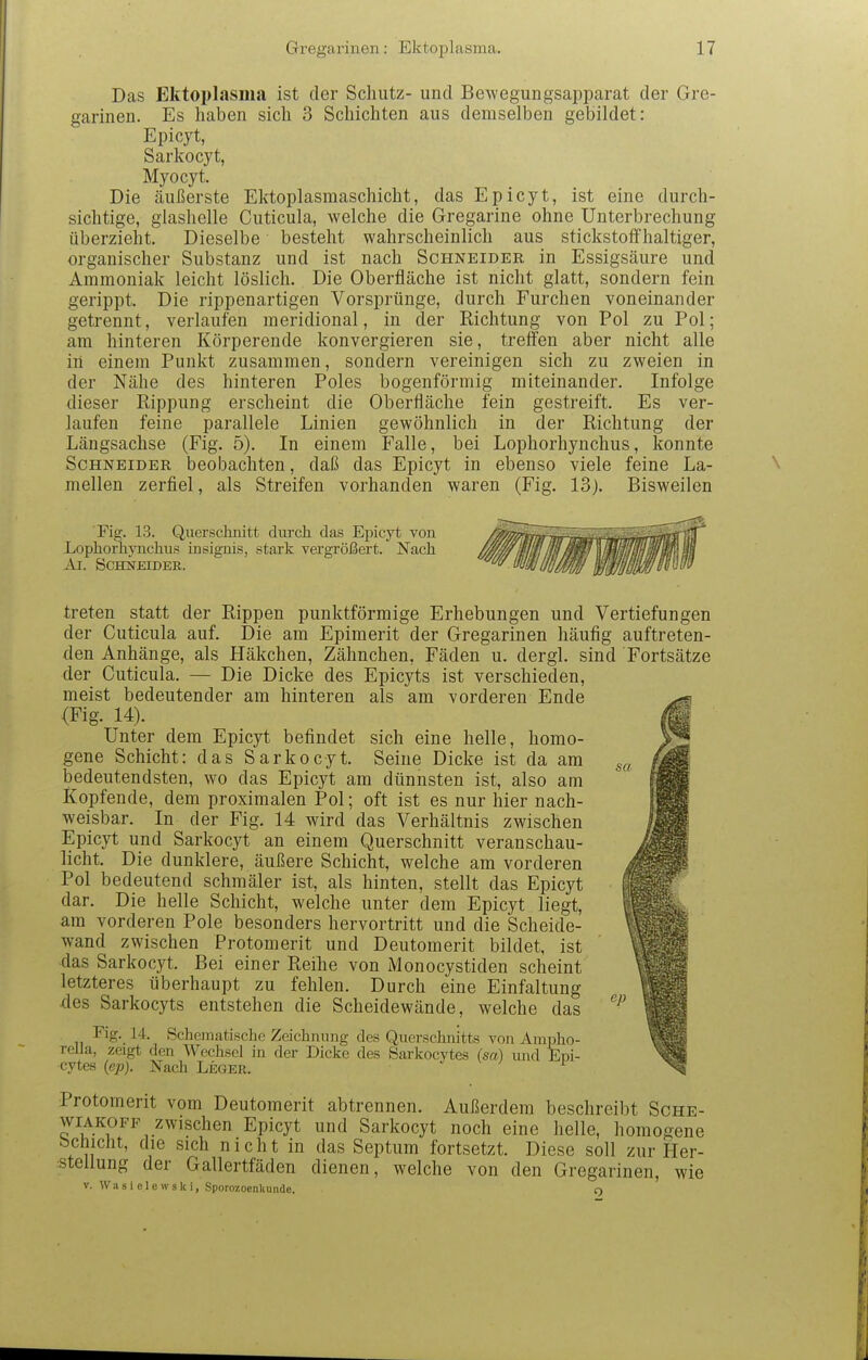 Das Ektoplasma ist der Schutz- und Bewegungsapparat der Gre- garinen. Es haben sich 3 Schichten aus demselben gebildet: Epicyt, Sarkocyt, Myocyt. Die äußerste Ektoplasmaschicht, das Epicyt, ist eine durch- sichtige, glashelle Cuticula, welche die Gregarine ohne Unterbrechung überzieht. Dieselbe besteht wahrscheinlich aus stickstoffhaltiger, organischer Substanz und ist nach Schneider in Essigsäure und Ammoniak leicht löslich. Die Oberfläche ist nicht glatt, sondern fein gerippt. Die rippenartigen Vorsprünge, durch Furchen voneinander getrennt, verlaufen meridional, in der Richtung von Pol zu Pol; am hinteren Körperende konvergieren sie, treffen aber nicht alle iii einem Punkt zusammen, sondern vereinigen sich zu zweien in der Nähe des hinteren Poles bogenförmig miteinander. Infolge dieser Rippung erscheint die Oberfläche fein gestreift. Es ver- laufen feine parallele Linien gewöhnlich in der Richtung der Längsachse (Fig. 5). In einem Falle, bei Lophorhynchus, konnte Schneider beobachten, daß das Epicyt in ebenso viele feine La- mellen zerfiel, als Streifen vorhanden waren (Fig. 13). Bisweilen Fig. 13. Querschnitt durch das Epicyt von Lophorhynchus insignis, stark vergrößert. Nach Ai. ScmJEIDER. sa treten statt der Rippen punktförmige Erhebungen und Vertiefungen der Cuticula auf. Die am Epimerit der Gregarinen häufig auftreten- den Anhänge, als Häkchen, Zähnchen, Fäden u. dergl. sind Fortsätze der Cuticula. — Die Dicke des Epicyts ist verschieden, meist bedeutender am hinteren als am vorderen Ende (Fig. 14). Unter dem Epicyt befindet sich eine helle, homo- gene Schicht: das Sarkocyt. Seine Dicke ist da am bedeutendsten, wo das Epicyt am dünnsten ist, also am Kopfende, dem proximalen Pol; oft ist es nur hier nach- weisbar. In der Fig. 14 wird das Verhältnis zwischen Epicyt und Sarkocyt an einem Querschnitt veranschau- licht. Die dunklere, äußere Schicht, welche am vorderen Pol bedeutend schmäler ist, als hinten, stellt das Epicyt dar. Die helle Schicht, welche unter dem Epicyt liegt, am vorderen Pole besonders hervortritt und die Scheide- wand zwischen Protomerit und Deutomerit bildet, ist ■das Sarkocyt. Bei einer Reihe von Monocystiden scheint letzteres überhaupt zu fehlen. Durch eine Einfaltung des Sarkocyts entstehen die Scheidewände, welche das Fig. 14. Schematische Zeichnung des Querschnitts von Ampho- rella, zeigt den Wechsel in der Dicke des Sarkocytes (sa) und Evi- cytes (e/;). Nach Leger. •> ^ ^ f Protomerit vom Deutomerit abtrennen. Außerdem beschreibt Sche- wiAKOFF zwischen Epicyt und Sarkocyt noch eine helle, homogene bchicJit, die sich nicht in das Septum fortsetzt. Diese soll zur Her- stellung der Gallertfäden dienen, welche von den Gregarinen, wie V. W ii s i c 1 e w s k i, Sporozoenkunde. o