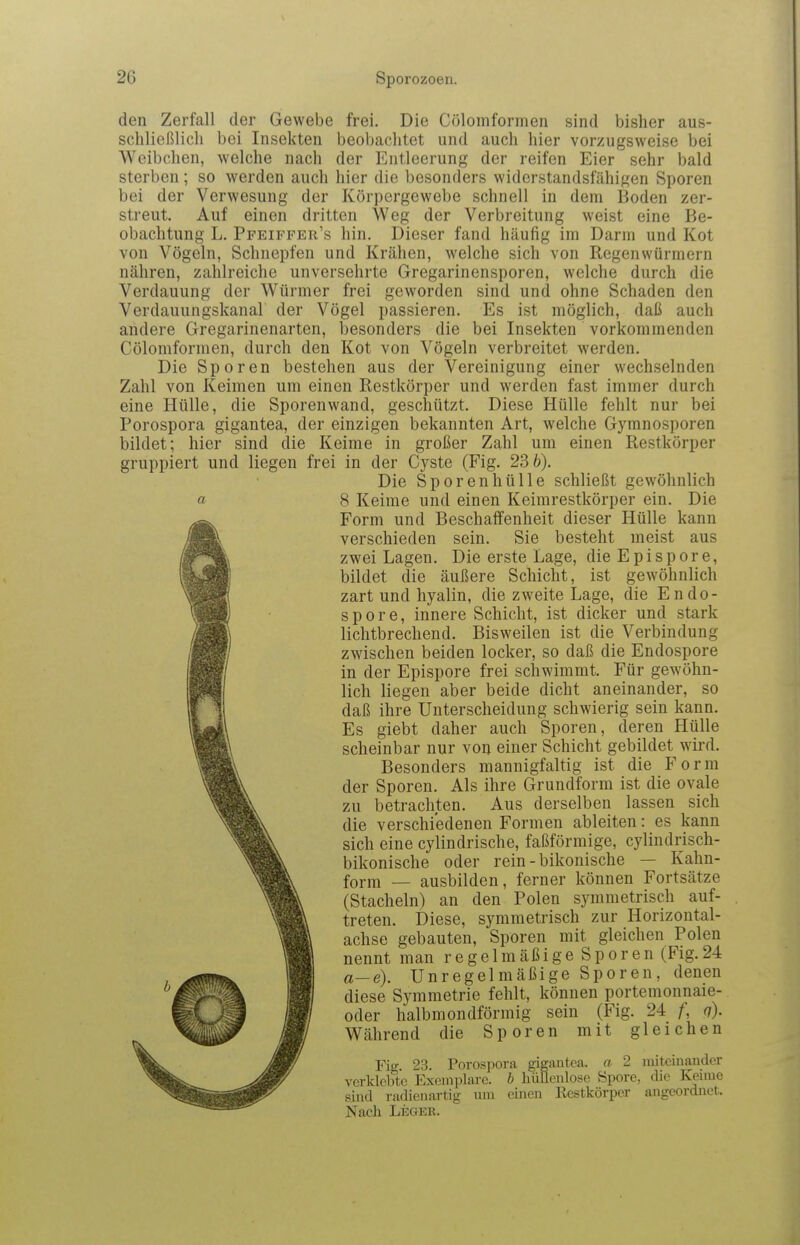 den Zerfall der Gewebe frei. Die Cölomformen sind bisher aus- schließlich bei Insekten beobaclitet und auch hier vorzugsweise bei Weibchen, welche nach der Entleerung der reifen Eier sehr bald sterben; so werden auch hier die besonders widerstandsfähigen Sporen bei der Verwesung der Körpergewebe schnell in dem Boden zer- streut. Auf einen dritten Weg der Verbreitung weist eine Be- obachtung L. Pfeiffer's hin. Dieser fand häufig im Darm und Kot von Vögeln, Schnepfen und Krähen, welche sich von Regenwürmern nähren, zahlreiche unversehrte Gregarinensporen, welche durch die Verdauung der Würmer frei geworden sind und ohne Schaden den Verdauungskanal der Vögel passieren. Es ist möglich, daß auch andere Gregarinenarten, besonders die bei Insekten vorkommenden Cölomformen, durch den Kot von Vögeln verbreitet werden. Die Sporen bestehen aus der Vereinigung einer wechselnden Zahl von Keimen um einen Restkörper und werden fast immer durch eine Hülle, die Sporenwand, geschützt. Diese Hülle fehlt nur bei Porospora gigantea, der einzigen bekannten Art, welche Gymnosporen bildet; hier sind die Keime in großer Zahl um einen Restkörper gruppiert und liegen frei in der Cyste (Fig. 23 6). Die Sporen hülle schließt gewöhnlich a 8 Keime und einen Keimrestkörper ein. Die Form und Beschaffenheit dieser Hülle kann verschieden sein. Sie besteht meist aus zwei Lagen. Die erste Lage, die E p i s p o r e, bildet die äußere Schicht, ist gewöhnlich zart und hyalin, die zweite Lage, die Endo- spore, innere Schicht, ist dicker und stark lichtbrechend. Bisweilen ist die Verbindung zwischen beiden locker, so daß die Endospore in der Epispore frei schwimmt. Für gewöhn- lich liegen aber beide dicht aneinander, so daß ihre Unterscheidung schwierig sein kann. Es giebt daher auch Sporen, deren Hülle scheinbar nur von einer Schicht gebildet wird. Besonders mannigfaltig ist die Form der Sporen. Als ihre Grundform ist die ovale zu betrachten. Aus derselben lassen sich die verschiedenen Formen ableiten: es kann sich eine cylindrische, faßförmige, cylindrisch- bikonische oder rein - bikonische — Kahn- form — ausbilden, ferner können Fortsätze (Stacheln) an den Polen symmetrisch auf- treten. Diese, symmetrisch zur Horizontal- achse gebauten, Sporen mit gleichen Polen nennt man regelmäßige Sporen (Fig.24 a—e). Unregelmäßige Sporen, denen diese Symmetrie fehlt, können portemonnaie- oder halbmondförmig sein (Fig. 24 q) Während die Sporen mit glei chen Fig. 23. Porospora gigantea. a 2 miteinander verklebte Exemplare, b hüllenlose Spore, die Kenne sind radienartig lun einen ßestk Nach Leger. angeordnet.