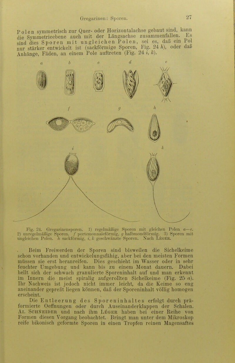 Gregarinen: Sporen. Polen symmetrisch zur Quer- oder Horizontalachse gebaut sind, kann die Symmetrieebene auch mit der Längsachse zusammenfallen. Es sind dies Sporen mit ungleichen Polen, sei es, daß ein Pol iiur stärker entwickelt ist (sackförmige Sporen, Fig. 24 h), oder daß Anhänge, Fäden, an einem Pole auftreten (Fig. 24 i, Je). b G d e Fig. 24. Gregarinen Sporen. 1) regelmäßige Sporen mit gleichen Polen a—e. 2) unregelmäßige Sporen, f portemonnaieförmig, lialbmondförmig. 3) Sporen mit ungleichen Polen. Ii sackförmig, i, k geschwänzte Sporen. Nach Leger. Beim Freiwerden der Sporen sind bisweilen die Sichelkeime schon vorhanden und entwickelungsfähig, aber bei den meisten Formen müssen sie erst heranreifen. Dies geschieht im Wasser oder in sehr feuchter Umgebung und kann bis zu einem Monat dauern. Dabei hellt sich der schwach granulierte Sporeninhalt auf und man erkennt im Innern die meist spiralig aufgerollten Sichelkeime (Fig. 25 a). Ihr Nachweis ist jedoch nicht immer leicht, da die Keime so eng aneinander gepreßt liegen können, daß der Sporeninhalt völlig homogen erscheint. Die Entleerung des Sporeninhaltes erfolgt durch prä- formierte Oeifnungen oder durch Auseinanderklappen der Schalen. Ai. Schneider und nach ihm Leger haben bei einer Reihe von Formen diesen Vorgang beobachtet. Bringt man unter dem Mikroskop reife bikonisch geformte Sporen in einen Tropfen reinen Magensaftes
