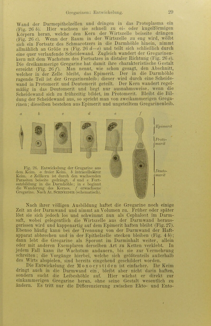 Wand der Darmepithelzellen und dringen in das Protoplasma ein (Fig. 26 b). Hier wachsen sie schnell zu ei- oder kugelförmigen Körpern heran, welche den Kern der Wirtszelle beiseite drängen (Fig. 26 c). Wenn der Raum in der Wirtszelle zu eng wird, wölbt sich ein Fortsatz des Schmarotzers in die Darmhöhle hinein, nimmt allmählich an Größe zu (Fig. 26 d—e) und teilt sich schließlich durch eine quer verlaufende Scheidewand. Zugleich wandert der Gregarinen- kern mit dem Wachstum des Fortsatzes in distaler Richtung (Fig. 26 e). Die dreikammerige Gregarine hat damit ihre charakteristische Gestalt erreicht (Fig. 26 f). Man nennt, wie schon gesagt, den Abschnitt, welcher in der Zelle bleibt, das Epimerit. Der in die Darmhöhle ragende Teil ist der Gregarinenleib; dieser wird durch eine Scheide- wand in Protomerit und Deutomerit geteilt. Der Kern wandert regel- mäßig in das Deutomerit und liegt nur ausnahmsweise, wenn die Scheidewand sich zu frühzeitig bildet, im Protomerit. Bleibt die Bil- dung der Scheidewand aus, so spricht man von zweikammerigen Grega- rinen; dieselben bestehen aus Epimerit und ungeteiltem Gregarinenleib. Epimerit \Proto- j77ierit Fig. 26. Entwickelung der Gregarine aus mtmm It^^^W n dem Keim, a freier Keim, b intracellulärer «HB/ ^^H^B \Deuto- Keim. c Zellkern ist durch den wachsenden ^sfmu^ I^^^BI (memt Parasiten beiseite gedrängt, d imd e Fort- satzbildimg in die Darmliölile; in e beginnt die Wanderung des Kernes. / erwachsene Gregarme. Nach Aj. Schneider (schematisch). Nach ihrer völligen Ausbildung haftet die Gregarine noch einige Zeit an der Darmwand und nimmt an Volumen zu. Früher oder später löst sie sich jedoch los und schwimmt nun als Cephaloiit im Darm- saft, wobei gelegentlich die Wirtszelle aus der Darmwand heraus- gerissen wird und kappenartig auf dem Epimerit haften bleibt (Fig. 27), Ebenso häufig kann bei der Trennung von der Darmwand der Haft- apparat abbrechen und in der Epithelzelle stecken bleiben (Fig. 4 h); dann lebt die Gregarine als Sporont im Darminhalt weiter, allein oder mit anderen Exemplaren derselben Art zu Ketten verklebt. In jedem Fall kann ihr Wachstum andauern, bis sie zur Vermehrung schreiten; die Vorgänge hierbei, welche sich größtenteils außerhalb des Wirts abspielen, sind bereits eingehend geschildert worden. Die Entwickelung der Monocystiden ist einfacher. Ihr Keim dringt auch in die Darmwand ein, bleibt aber nicht darin haften, sondern sucht die Leibeshöhle auf. Hier wächst er direkt zur einkammerigen Gregarine heran, ohne seine Gestalt wesentlich zu ändern. Es tritt nur die Differenzierung zwischen Ekto- und Ento- 4