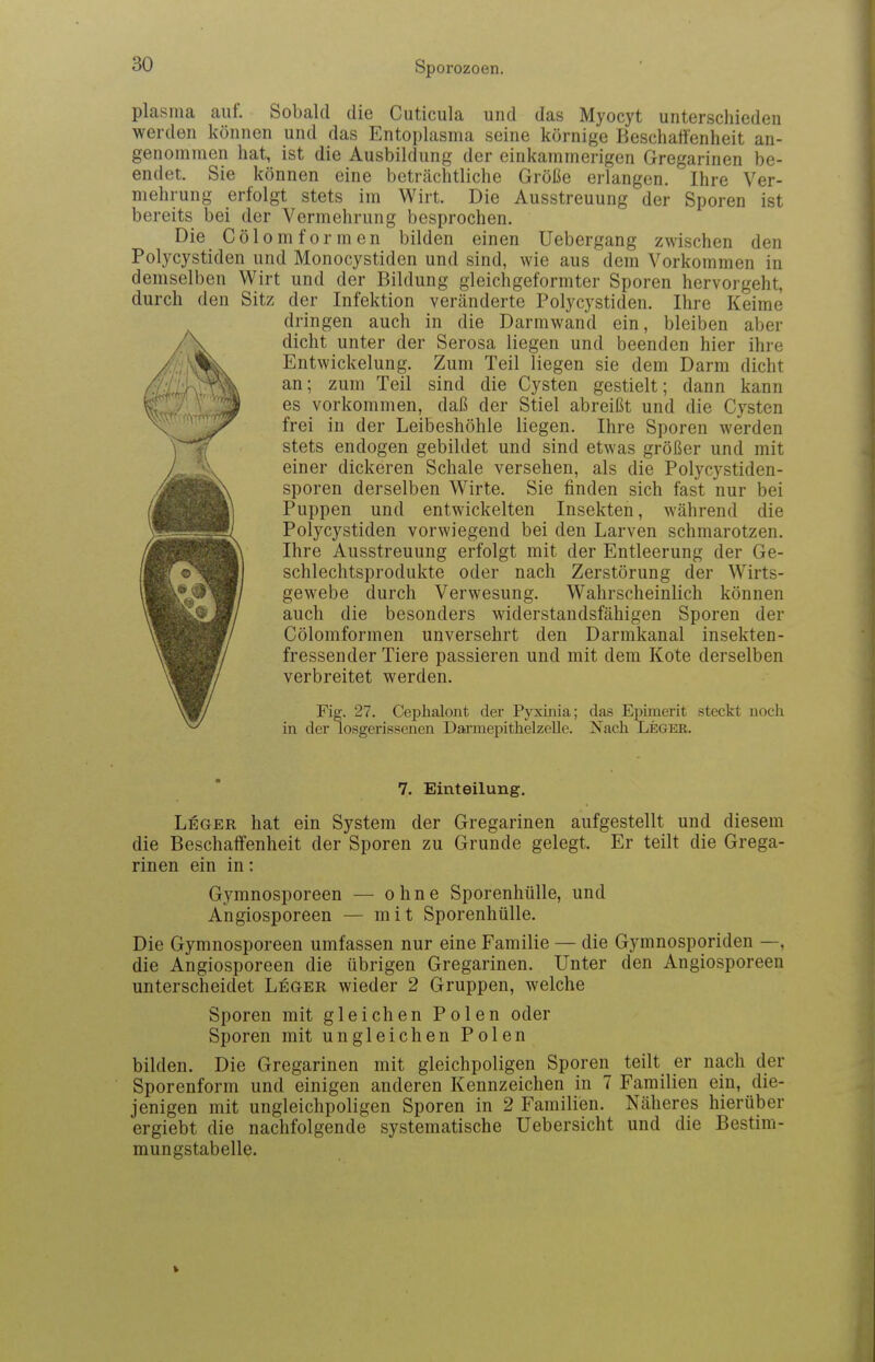 plasma auf. Sobald die Cuticula und das Myocyt unterschieden werden können und das Entoplasma seine körnige Beschatt'enheit an- genommen hat, ist die Ausbildung der cinkammerigen Gregarinen be- endet. Sie können eine beträchtliche Größe erlangen. Ihre Ver- mehrung erfolgt stets im Wirt. Die Ausstreuung der Sporen ist bereits bei der Vermehrung besprochen. Die Cölom formen bilden einen Uebergang zwischen den Polycystiden und Monocystiden und sind, wie aus dem Vorkommen in demselben Wirt und der Bildung gleichgeformter Sporen hervorgeht, durch den Sitz der Infektion veränderte Polycystiden. Ihre Keime dringen auch in die Darmwand ein, bleiben aber dicht unter der Serosa liegen und beenden hier ihre Entwickelung. Zum Teil liegen sie dem Darm dicht an; zum Teil sind die Cysten gestielt; dann kann es vorkommen, daß der Stiel abreißt und die Cysten frei in der Leibeshöhle liegen. Ihre Sporen werden stets endogen gebildet und sind etwas größer und mit einer dickeren Schale versehen, als die Polycystiden- sporen derselben Wirte. Sie finden sich fast nur bei Puppen und entwickelten Insekten, während die Polycystiden vorwiegend bei den Larven schmarotzen. Ihre Ausstreuung erfolgt mit der Entleerung der Ge- schlechtsprodukte oder nach Zerstörung der Wirts- gewebe durch Verwesung. Wahrscheinlich können auch die besonders widerstandsfähigen Sporen der Cölomformen unversehrt den Darmkanal insekten- fressender Tiere passieren und mit dem Kote derselben verbreitet werden. Fiff. 27. Cephalont der Pyxinia; das Epimerit steckt noch, in der losgerissenen Daa-mepithelzelle. Nach. Leger. 7. Einteilung. Leger hat ein System der Gregarinen aufgestellt und diesem die Beschaffenheit der Sporen zu Grunde gelegt. Er teilt die Grega- rinen ein in: Gj'mnosporeen — ohne Sporenliülle, und Angiosporeen — mit Sporenhülle. Die Gymnosporeen umfassen nur eine Familie — die Gymnosporiden —, die Angiosporeen die übrigen Gregarinen. Unter den Angiosporeen unterscheidet Leger wieder 2 Gruppen, welche Sporen mit gleichen Polen oder Sporen mit ungleichen Polen bilden. Die Gregarinen mit gleichpoligen Sporen teilt er nach der Sporenform und einigen anderen Kennzeichen in 7 Familien ein, die- jenigen mit ungleichpoligen Sporen in 2 Familien. Näheres hierüber ergiebt die nachfolgende systematische Uebersicht und die Bestim- mungstabelle.